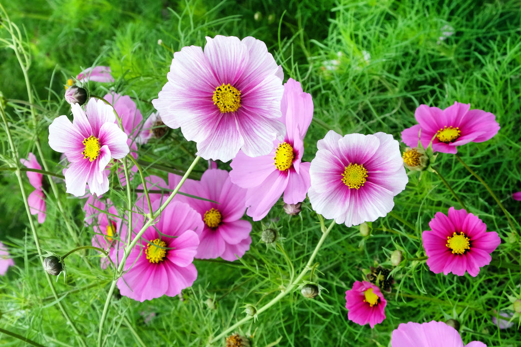 150 DAYDREAM COSMOS Bipinnatus White & Pink Bicolor Flower Seeds