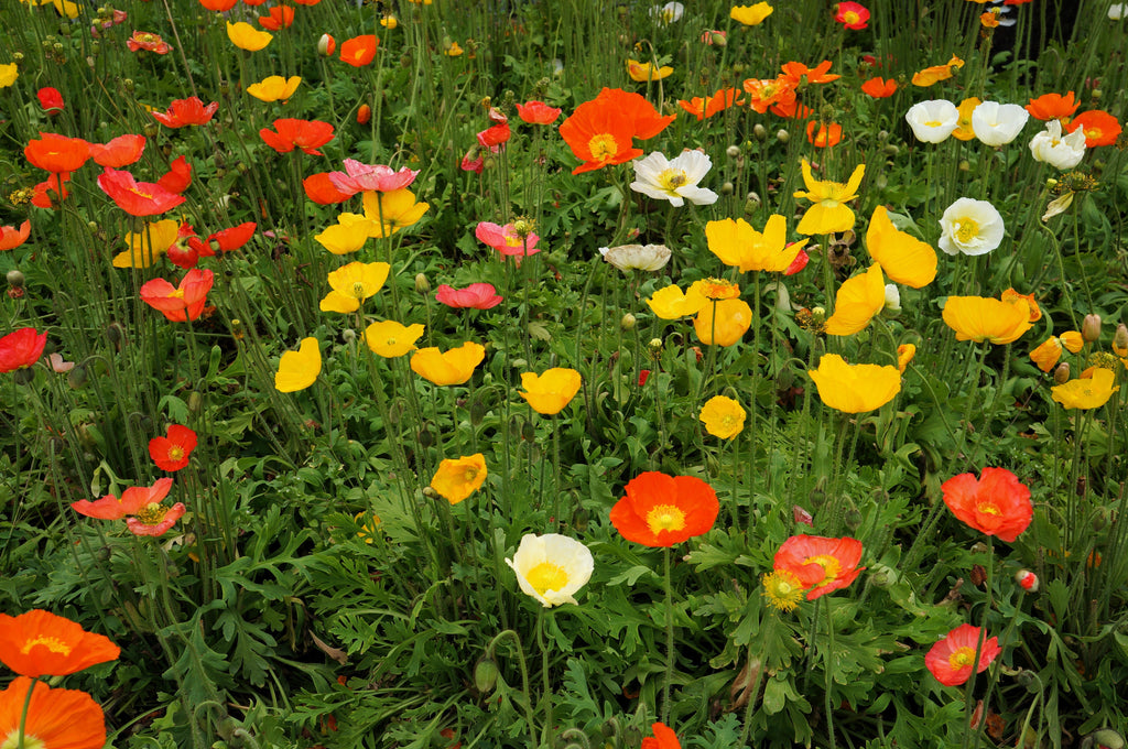 2500 ICELAND POPPY MIX Papaver Nudicaule Mixed Colors Flower Seeds