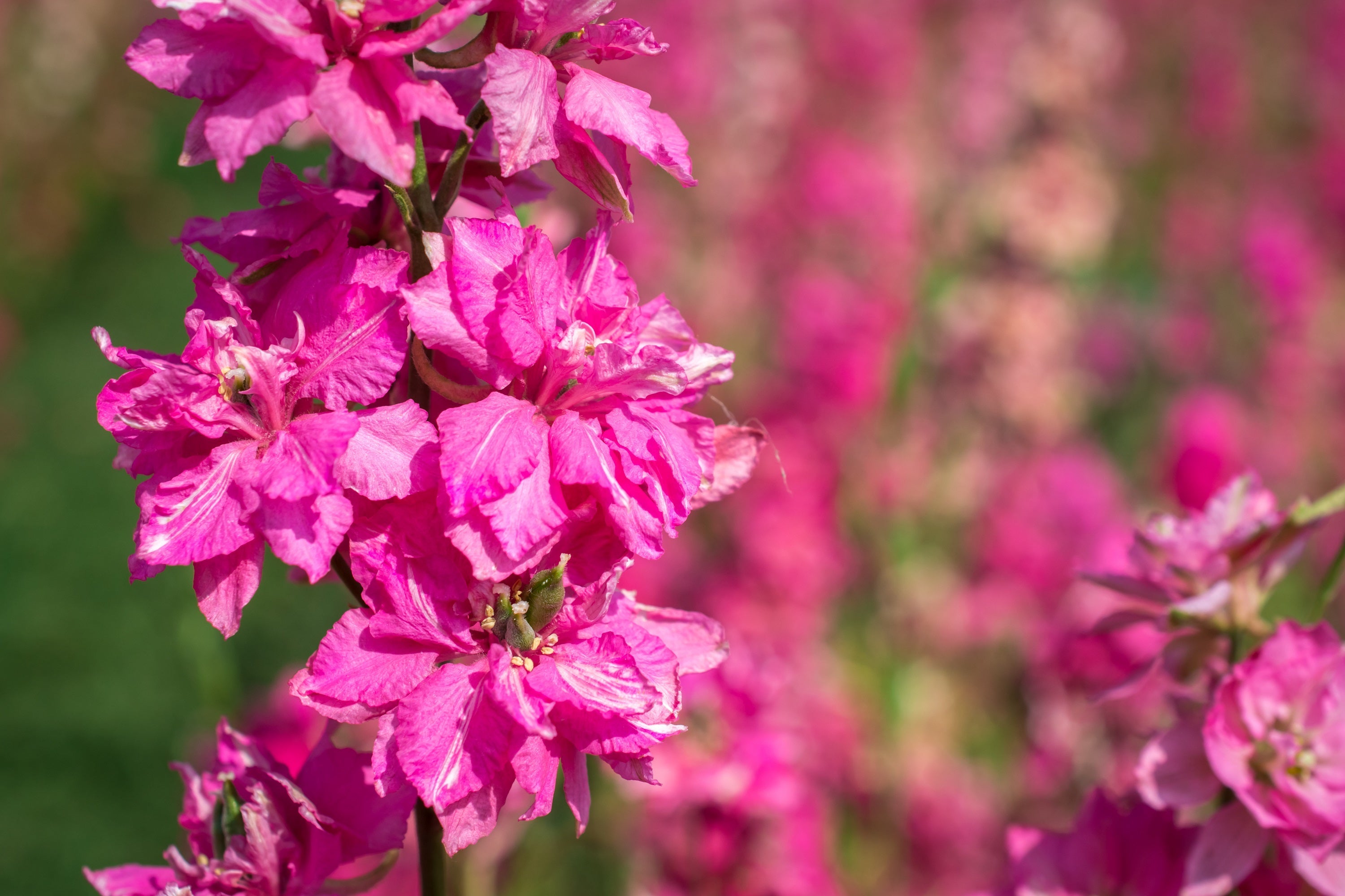 100 SUBLIME PINK LARKSPUR Consolida Ambigua Ajacis Delphinium Bright Pink Flower Seeds