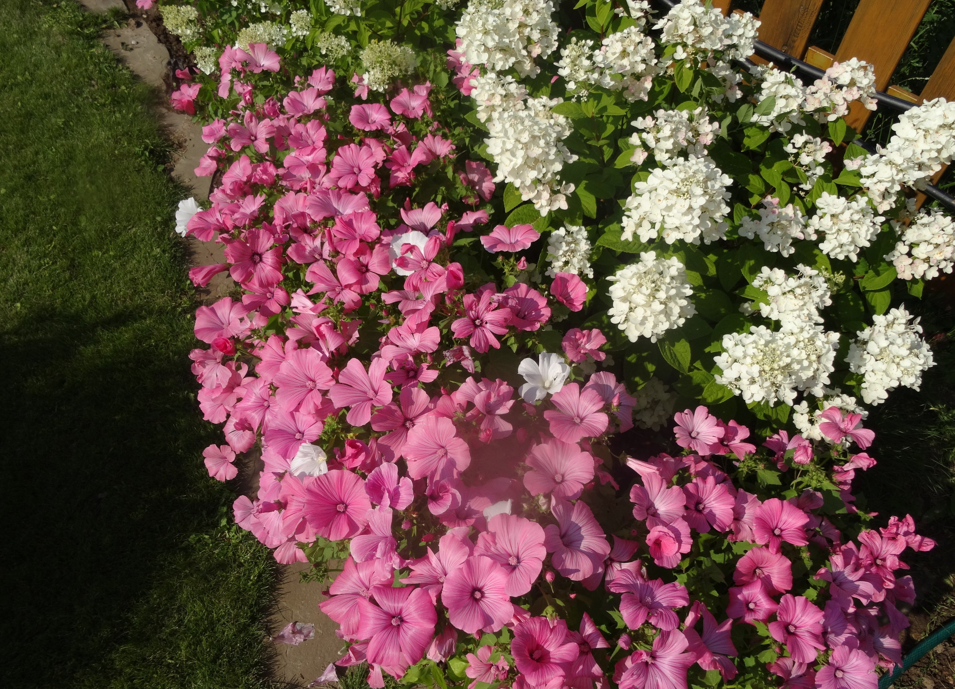 200 ROSE MALLOW MIX (Bush Mallow) Hibiscus Lavatera Trimestris Flower Seeds