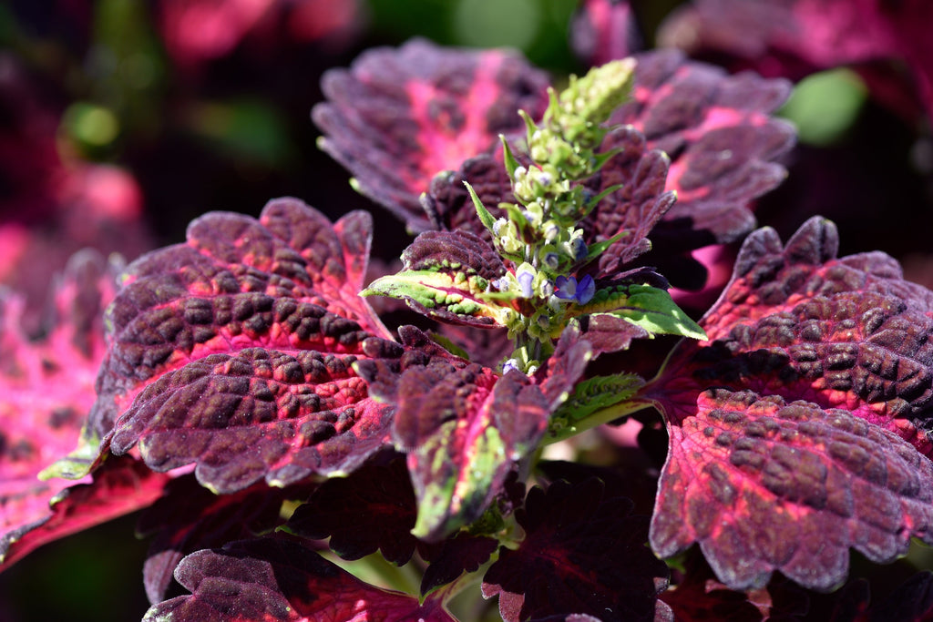 20 BLACK DRAGON COLEUS Solenostemon Scutellarioides Painted Nettle Maroon & Black Shade Flower Seeds