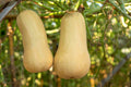 50 WALTHAM BUTTERNUT SQUASH Winter Cucurbita Moschata Vegetable Seeds