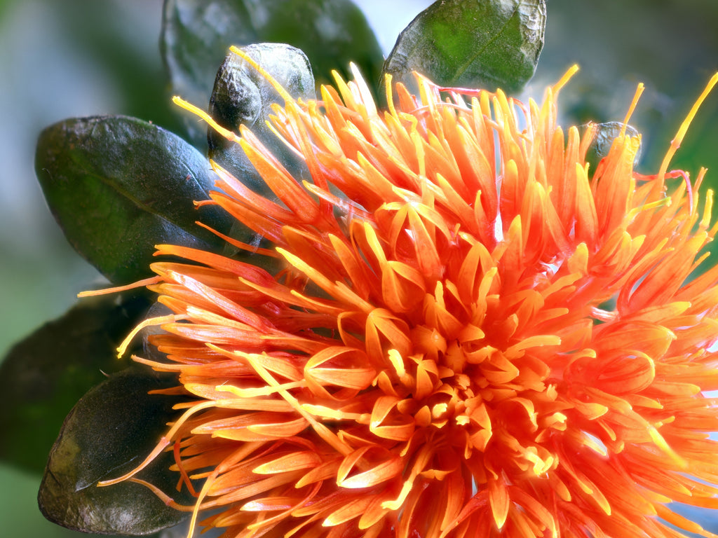 300 SAFFLOWER Saffron Carthamus Tinctorius Yellow Orange Flower Seeds