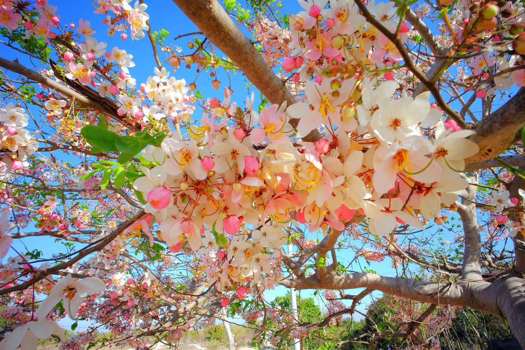 5 PINK SHOWER TREE Cassia Javanica aka Rainbow Shower & Apple Blossom Tree Two Tone Pink, White, Yellow Flower Seeds