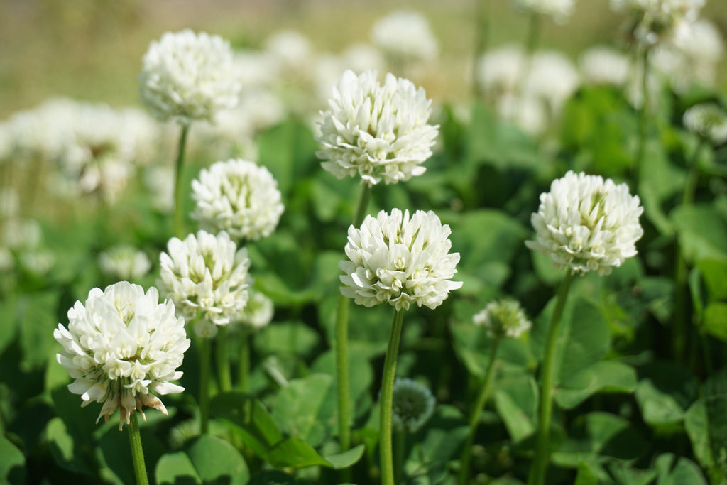 2000 MICROCLOVER Dwarf Miniature Trifolium Repens White Flower Clover Lawn Seeds