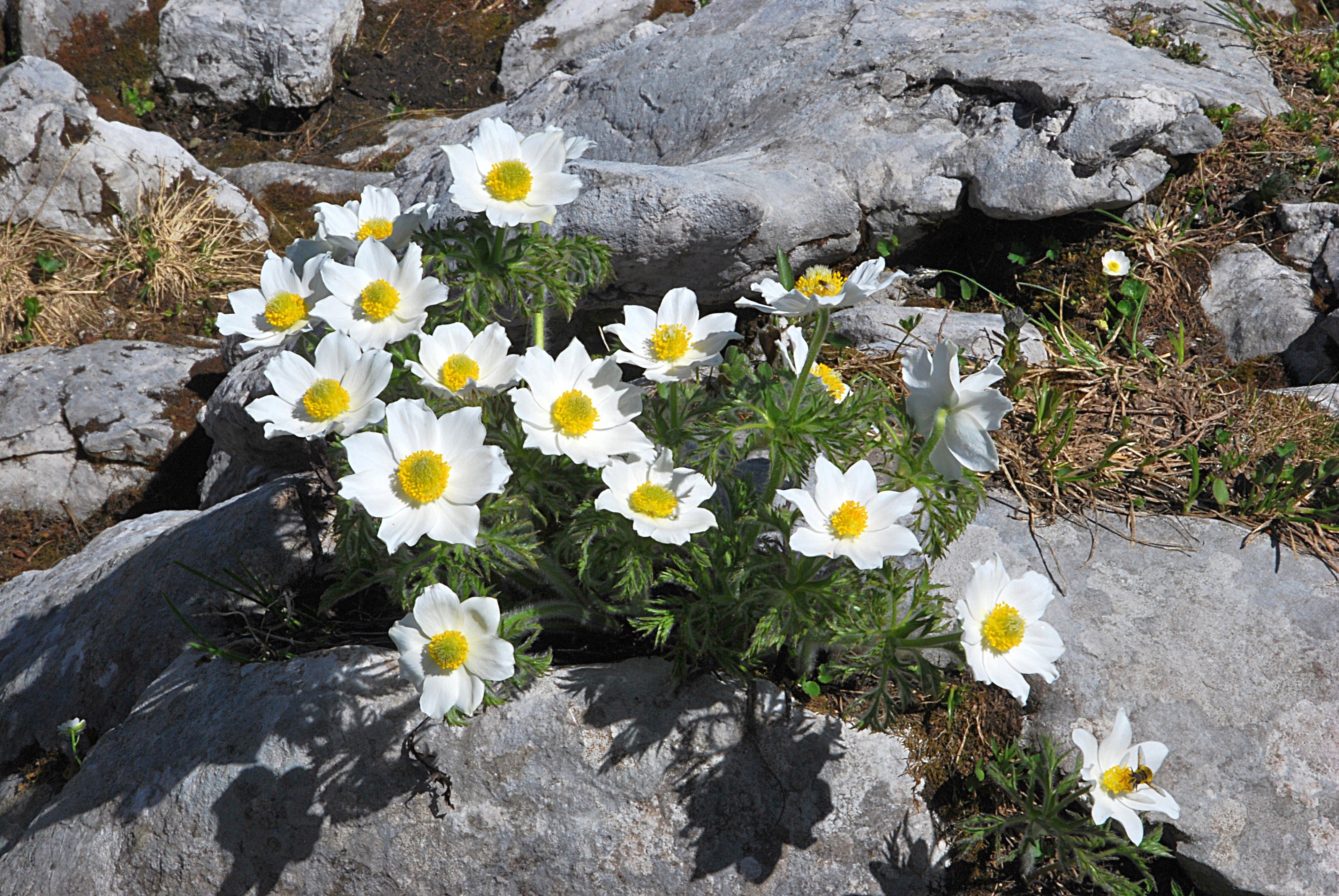 25 WHITE ANEMONE Pulsatilla Vulgaris PASQUE flower Seeds