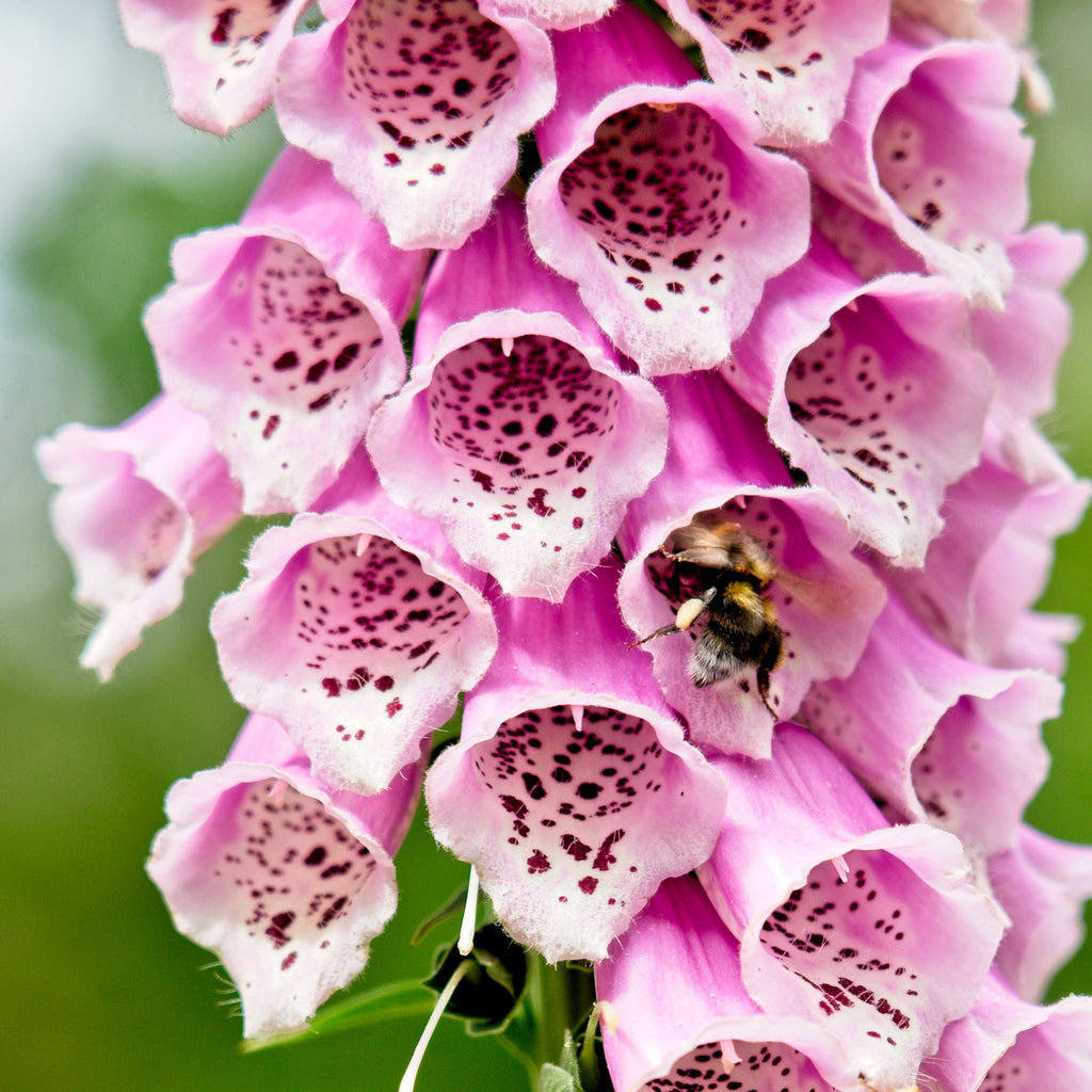 1000 PINK & PURPLE Mix FOXGLOVE Digitalis Flower Seeds