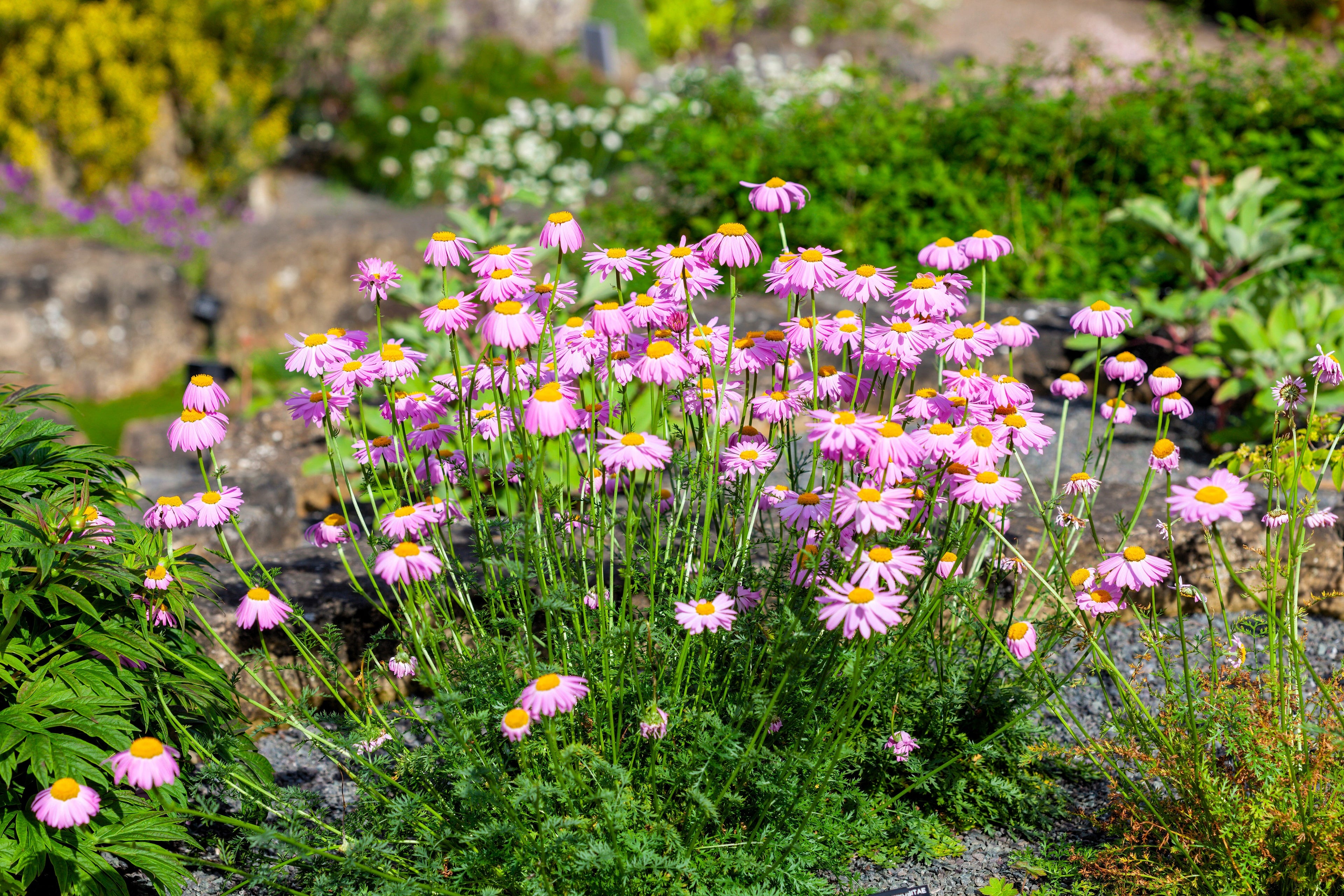 100 Rose PINK ROBINSONS DAISY Painted Chrysanthemum Coccineum Pyrethrum Flower Seeds