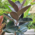 Ficus Burgundy