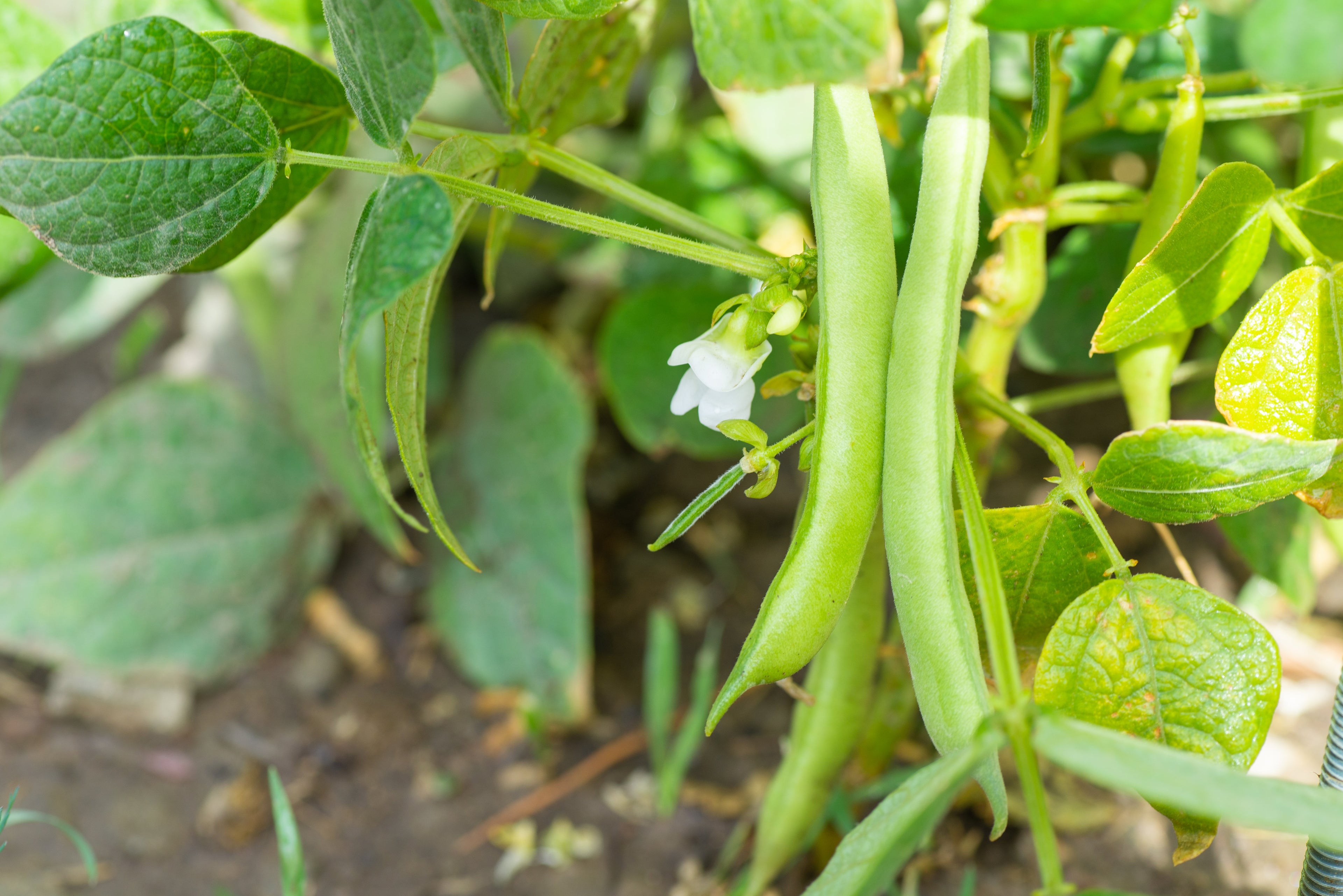 30 CANNELLINI BEAN Seeds White Italian Kidney Phaseolus Vulgaris Vegetable Seeds