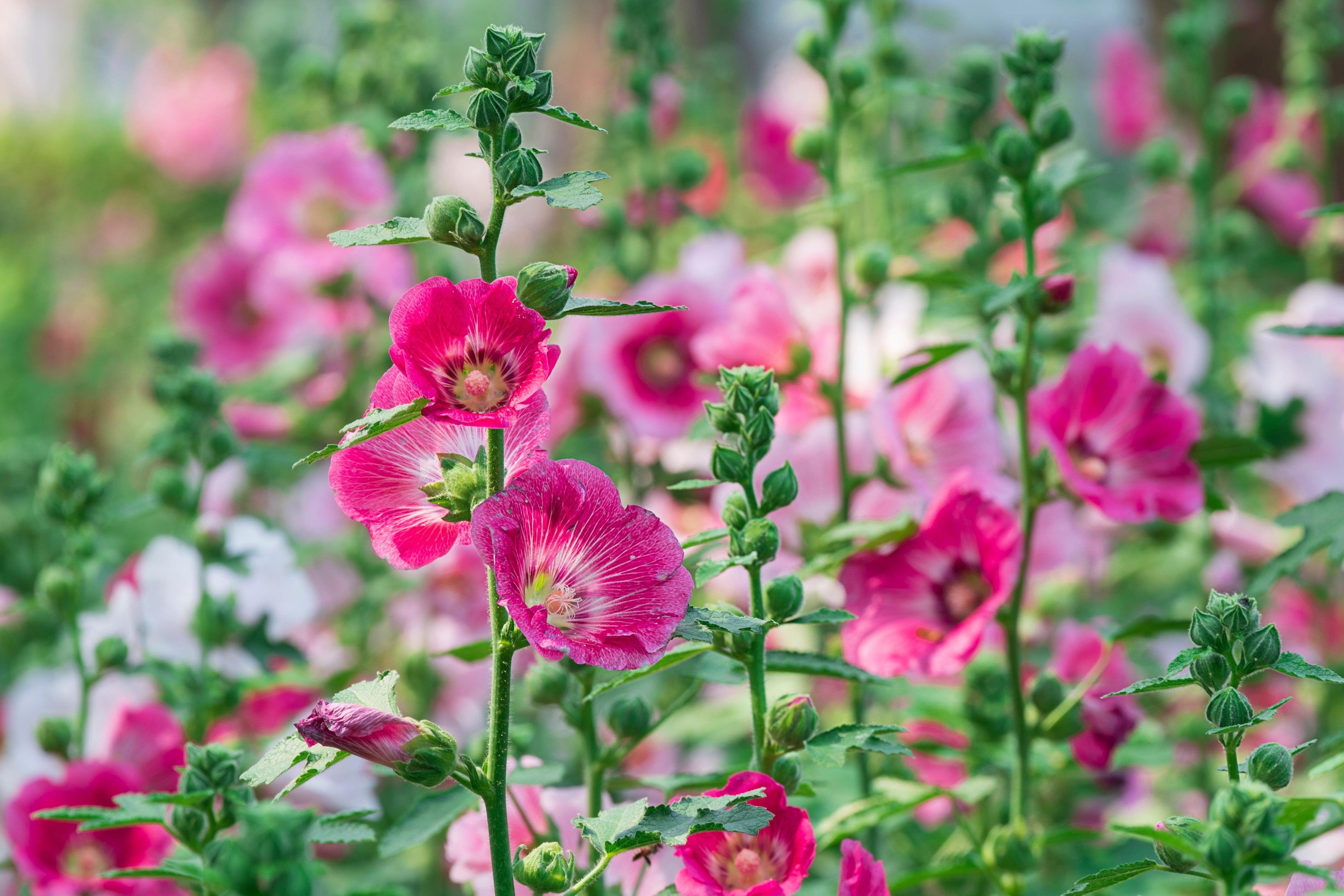 25 BRIGHT PINK HOLLYHOCK Alcea Rosea Perennial Flower Seeds