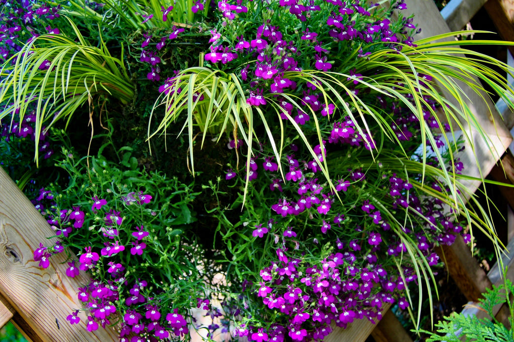 200 ROSAMOND LOBELIA Erinus Carmine Red & White Flower Seeds