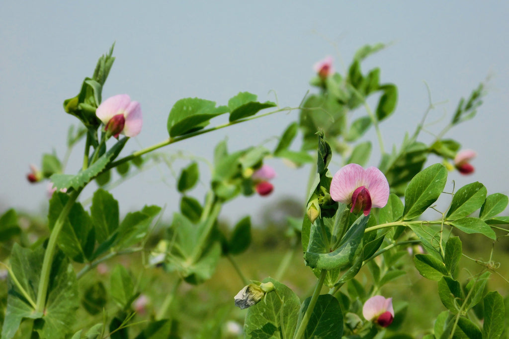50 AUSTRIAN WINTER PEA Caley Flower Pisum Sativum Ground Cover Crop Legume Seeds