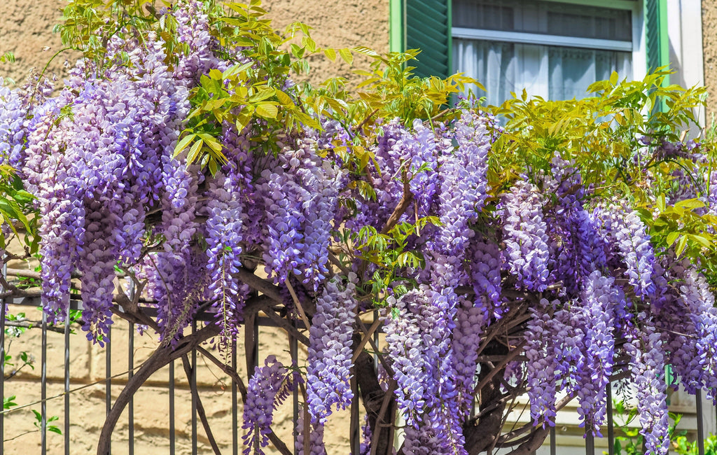 5 BLUE CHINESE WISTERIA Sinensis Ornamental Vine Climber Blue Violet Purple Flower Seeds