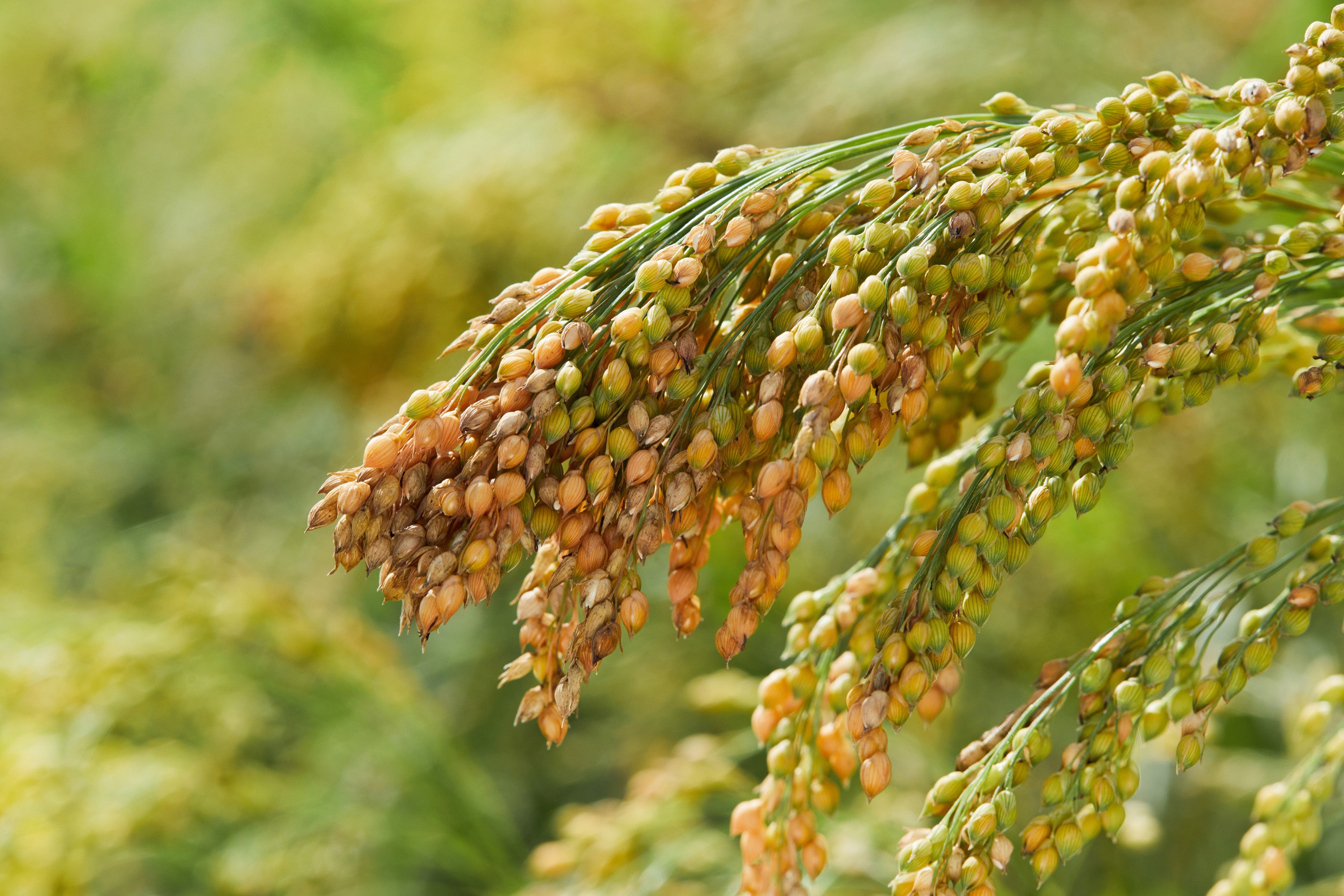 200 PROSO MILLET White Common Panicum Miliaceum Ornamental Grass Vegetable Seeds