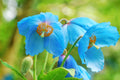 10 BLUE HIMALAYAN POPPY Tibetan Meconopsis Betonicifolia Flower Seeds