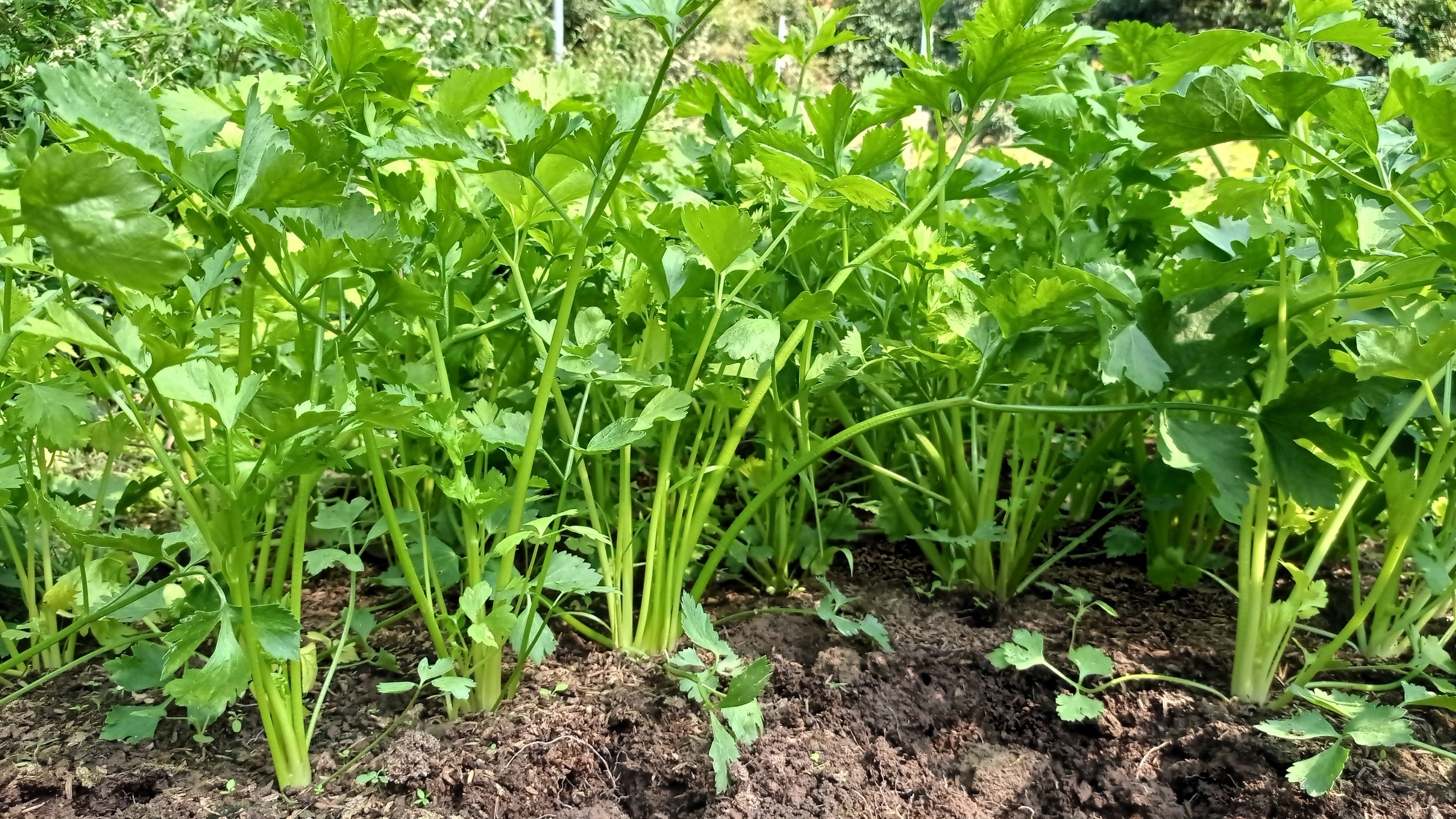 2000 Cutting LEAF CELERY Apium Graveolens Secalinum European Chinese Herb Seeds