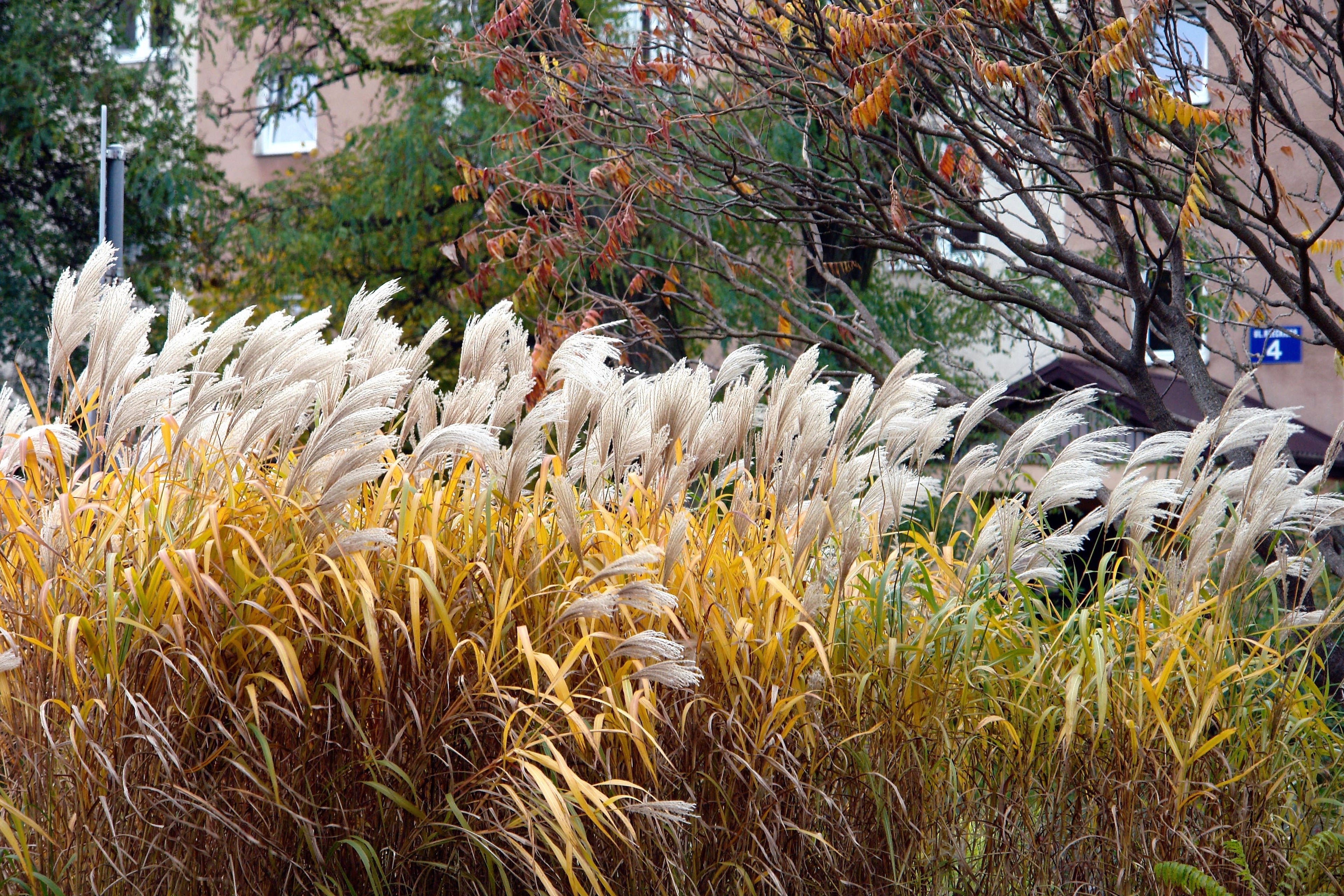 10 SILVER MAIDEN GRASS Miscanthus Sinensis Japanese Pampas Perennial Flower Seeds