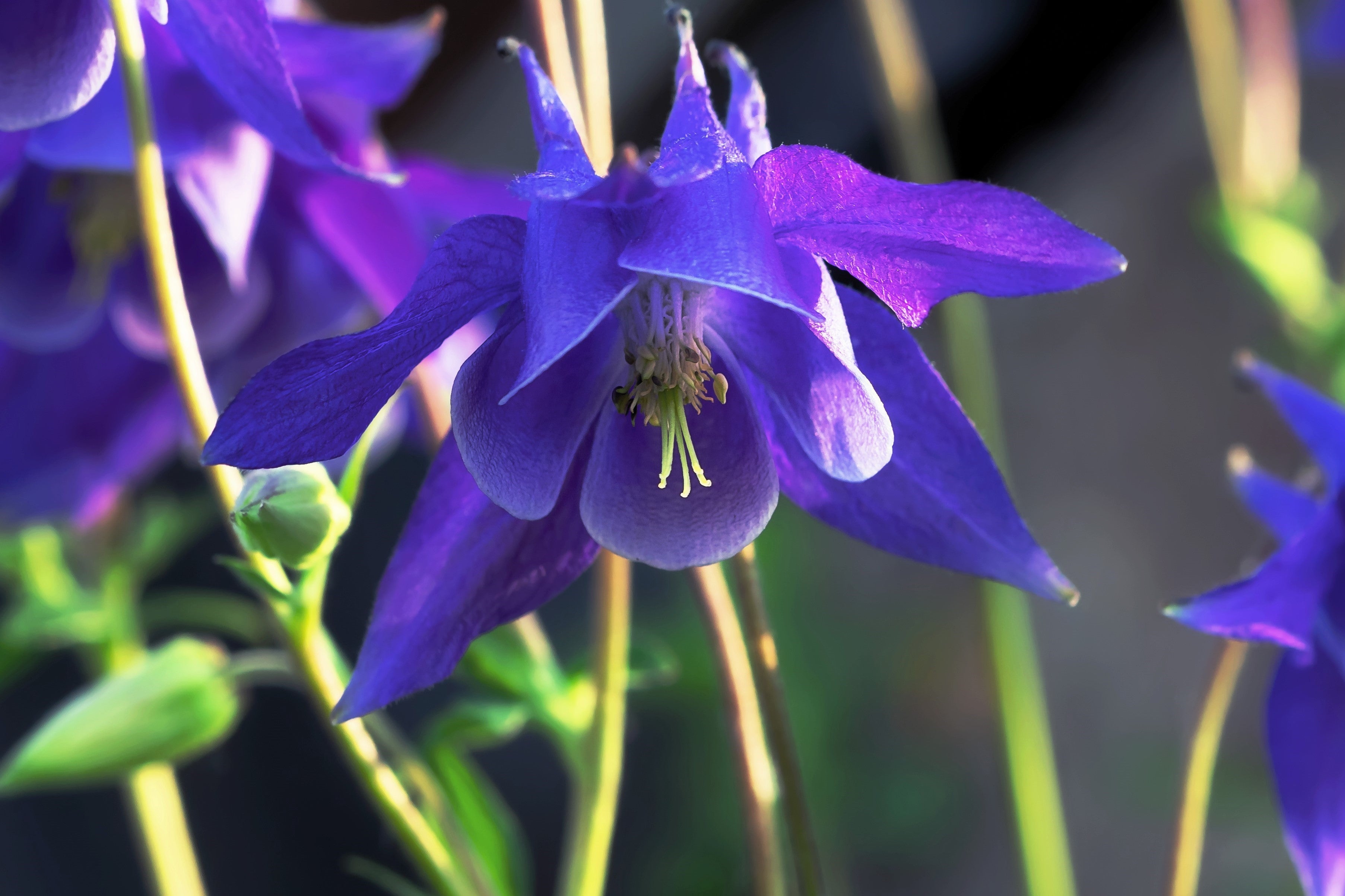 100 PURPLE COLUMBINE Aquilegia Vulgaris Flower Seeds