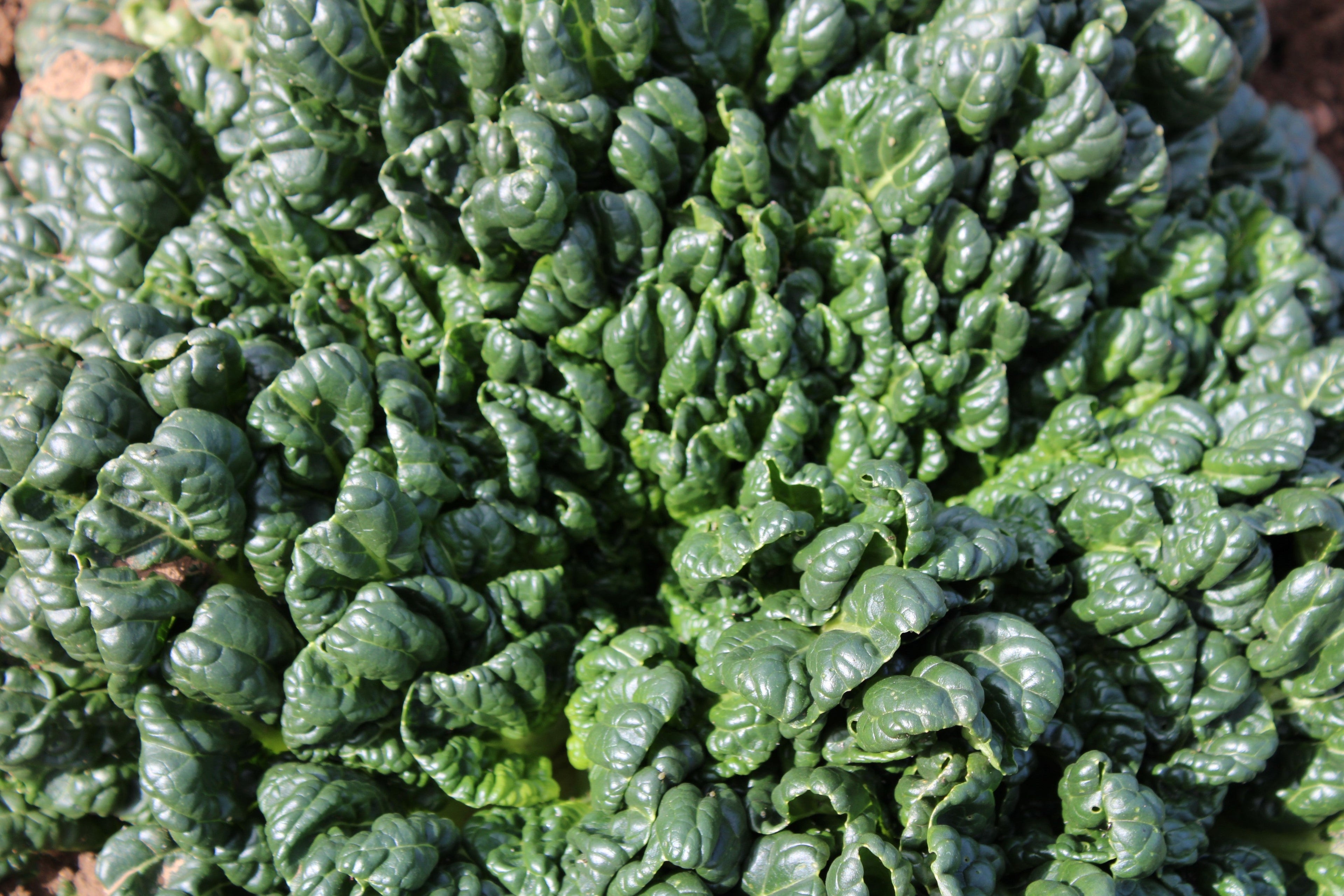 1500 BLOOMSDALE SPINACH Spinacia Oleracea Vegetable Seeds