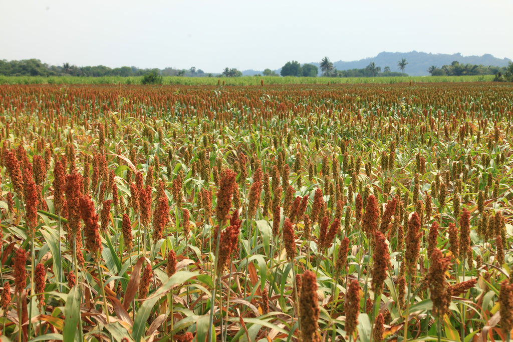50 M81E SORGHUM Light Amber Syrup Bicolor Vegetable Grain Seeds