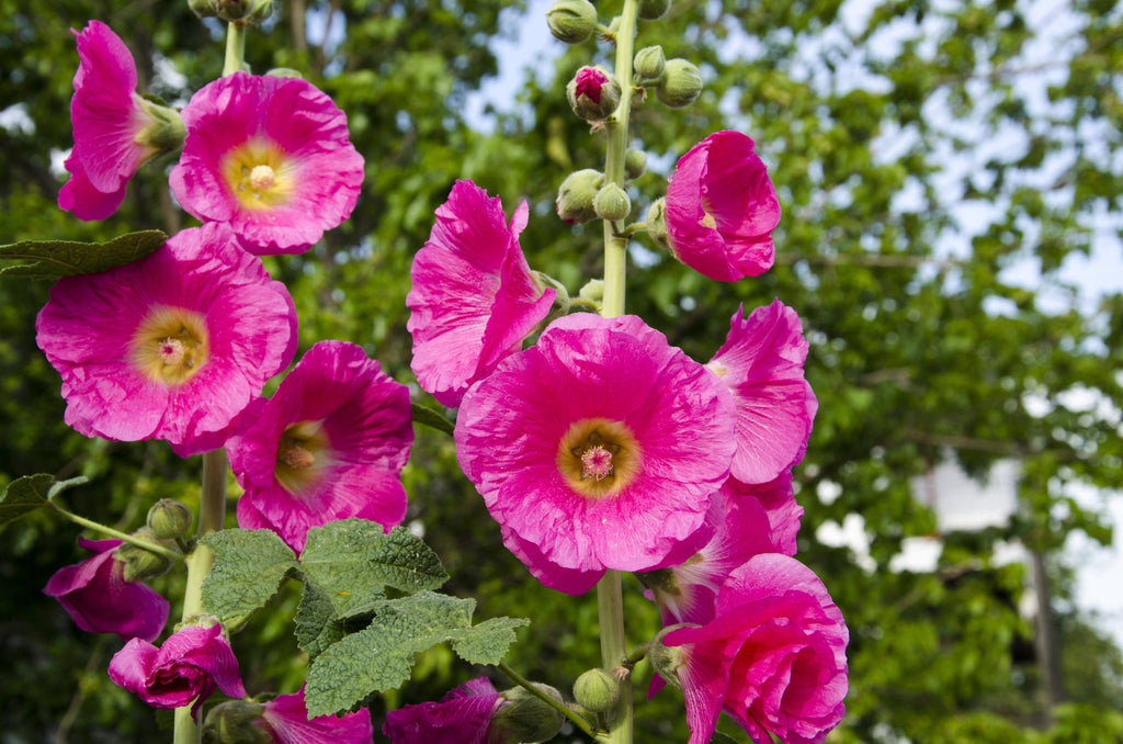 25 BRIGHT PINK HOLLYHOCK Alcea Rosea Perennial Flower Seeds