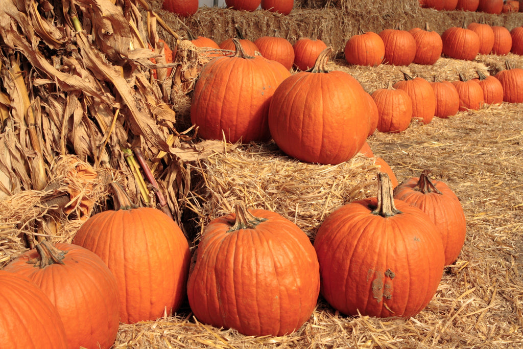 50 CONNECTICUT FIELD PUMPKIN Big Tom Orange Yankee Cucurbita Pepo Vegetable Seeds