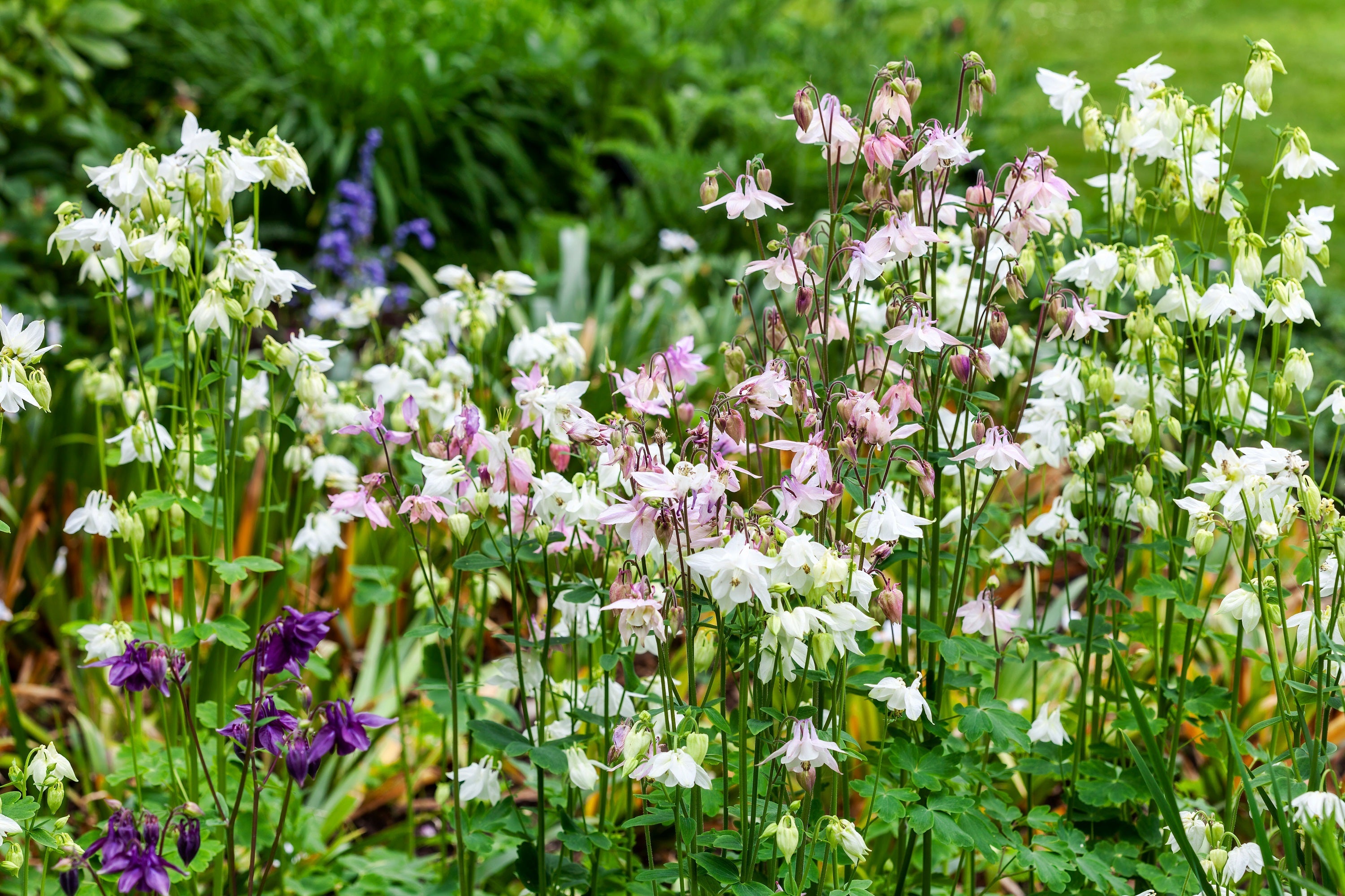100 TALL DOUBLE COLUMBINE Aquilegia Vulgaris Mixed Colors Red, Pink, Purple, & White Flower Seeds