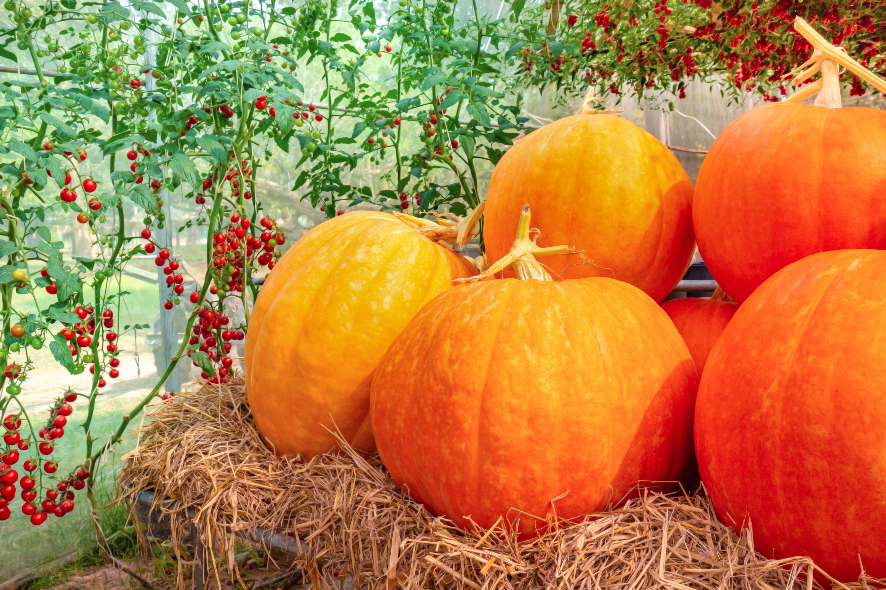 25 BIG MAX PUMPKIN Cucurbita Maxima Vegetable Seeds (Grow 100 pound pumpkins!)
