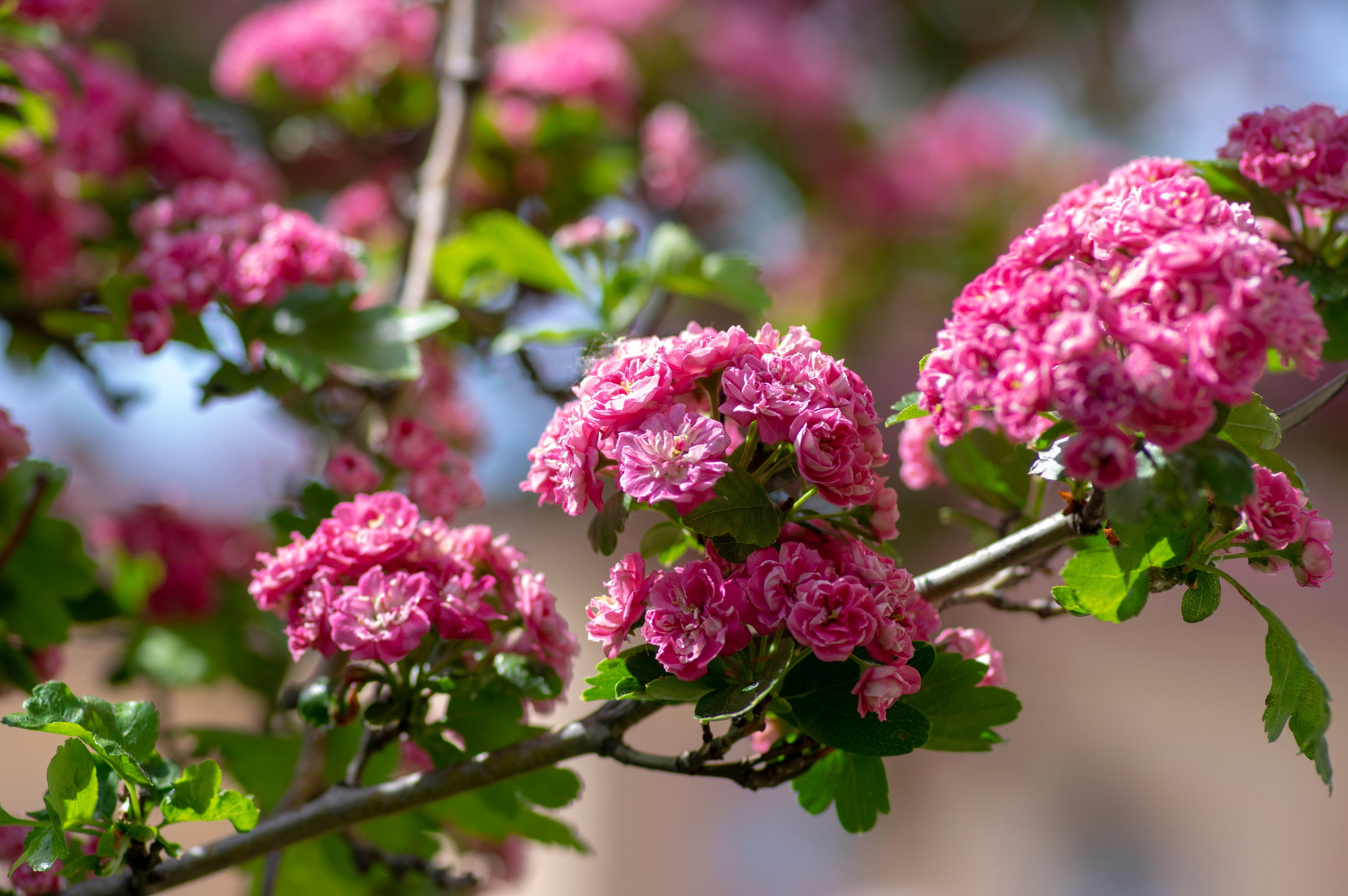 20 ENGLISH HAWTHORN TREE Edible Fruit Flower Mayflower Crataegus Laevigata Seeds