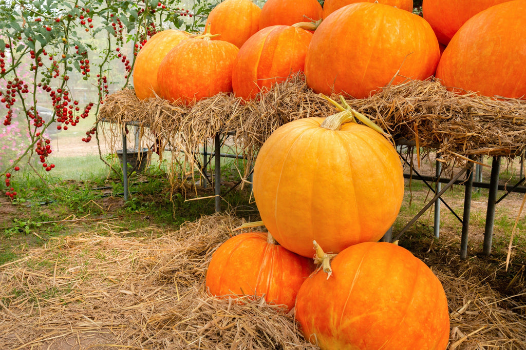 25 BIG MAX PUMPKIN Cucurbita Maxima Vegetable Seeds (Grow 100 pound pumpkins!)