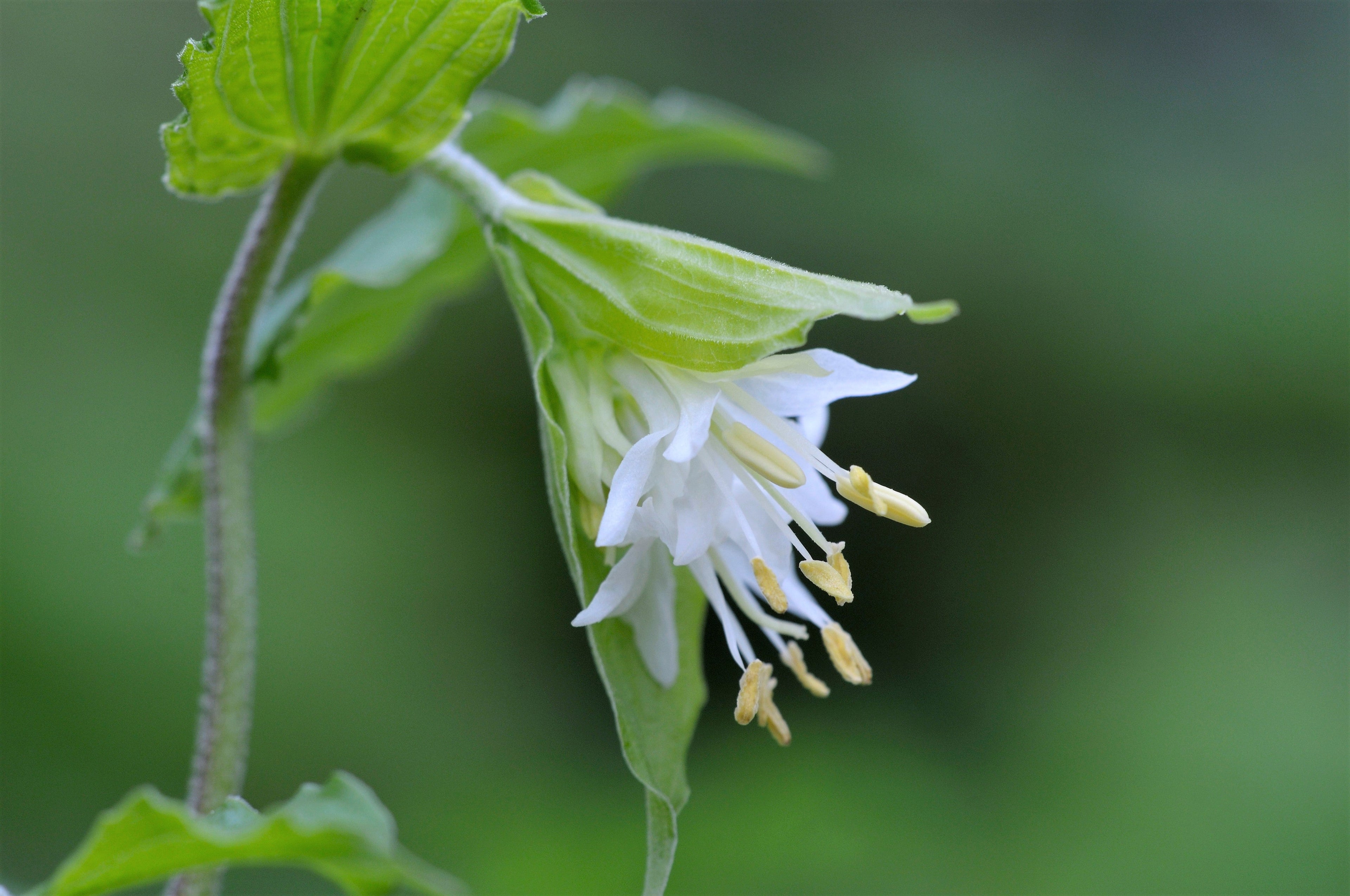 10 HOOKERS FAIRYBELLS Drops of Gold Prosartes Disporum Hookeri Native Flower Seeds