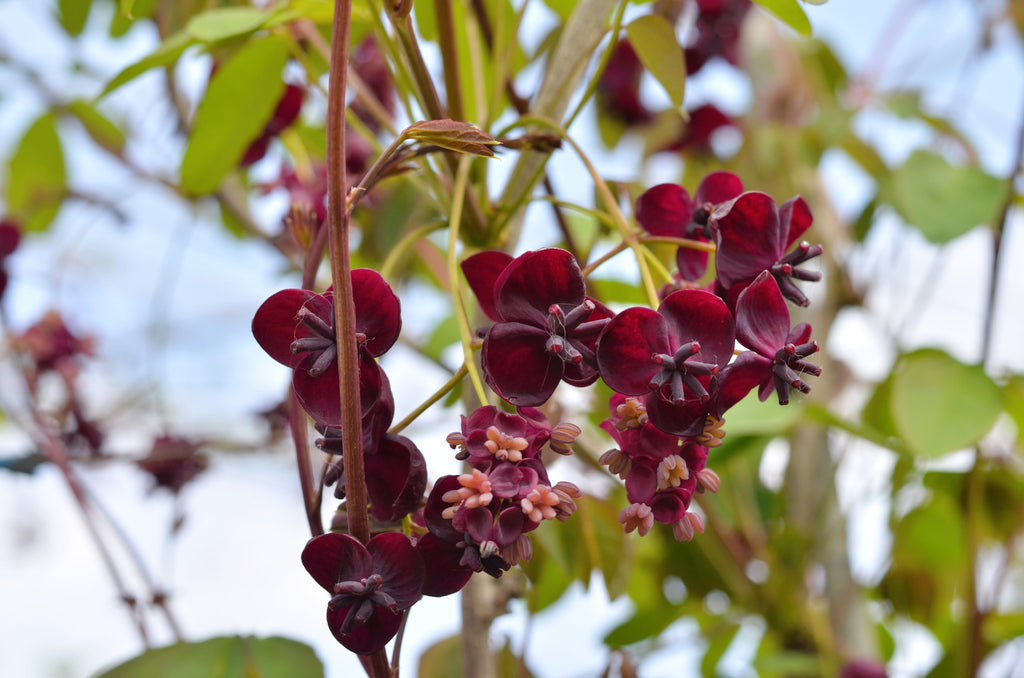 15 CHOCOLATE VINE Edible Fruit Akebia Trifoliata Flower Ornamental Climber Seeds