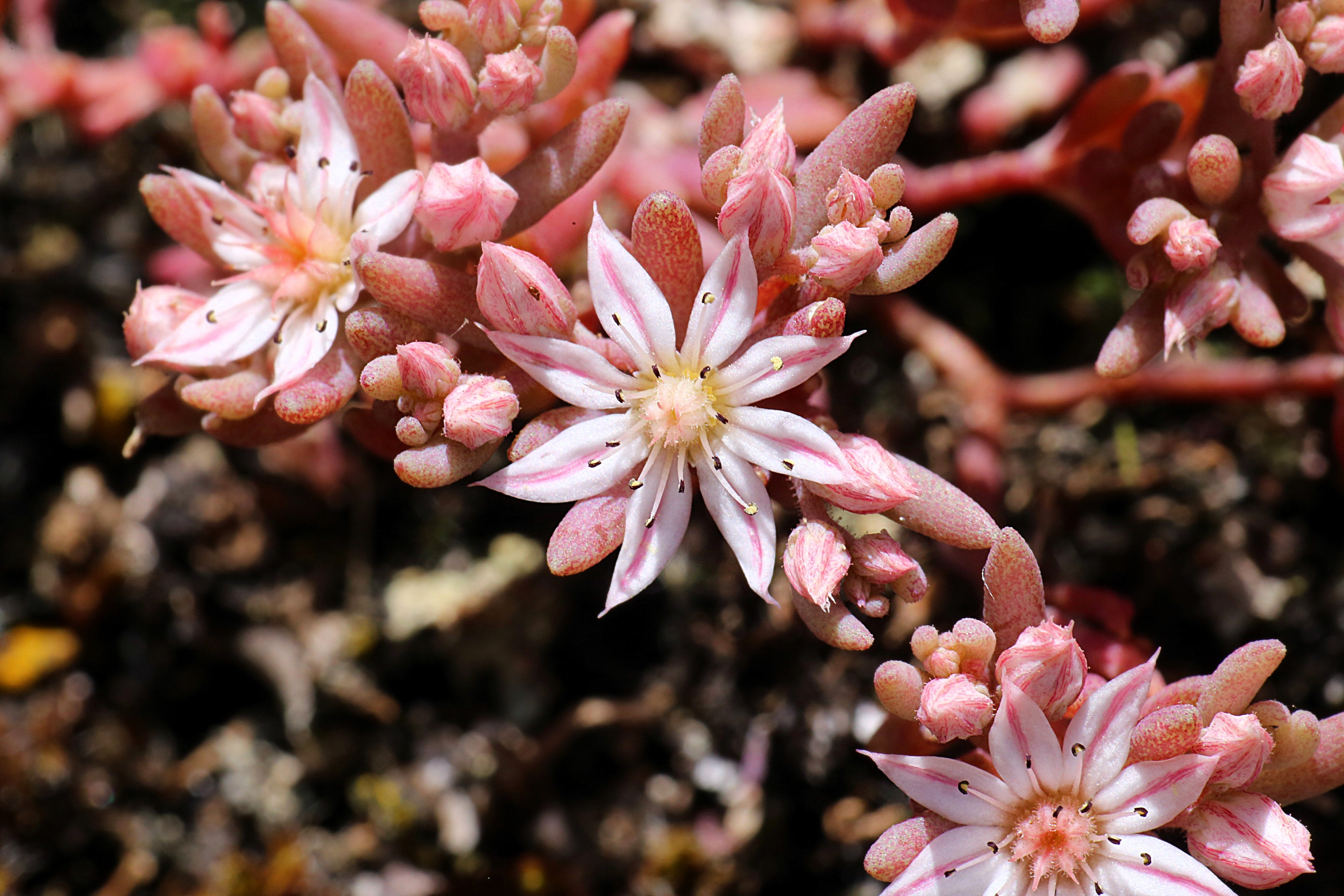 25 Spanish STONECROP / SEDUM HISPANICUM Groundcover Flower Seeds