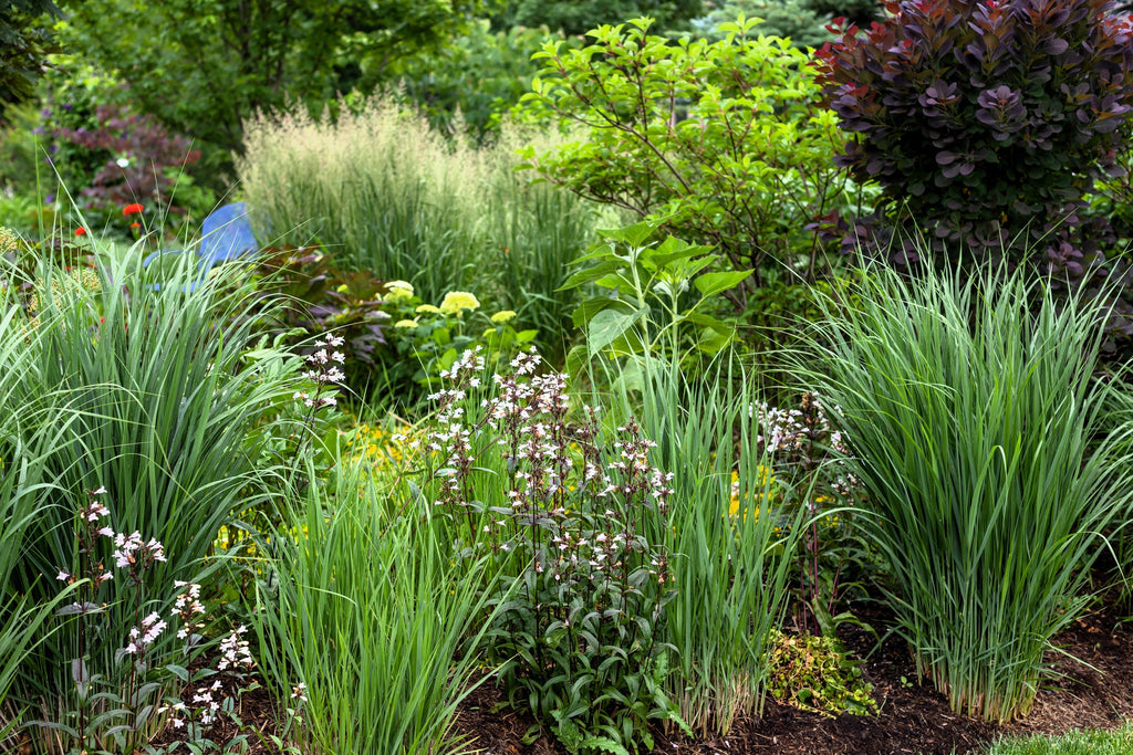 30 Violet PANIC GRASS Panicum Miliaceum Violaceum Ornamental Purple Millet Seeds