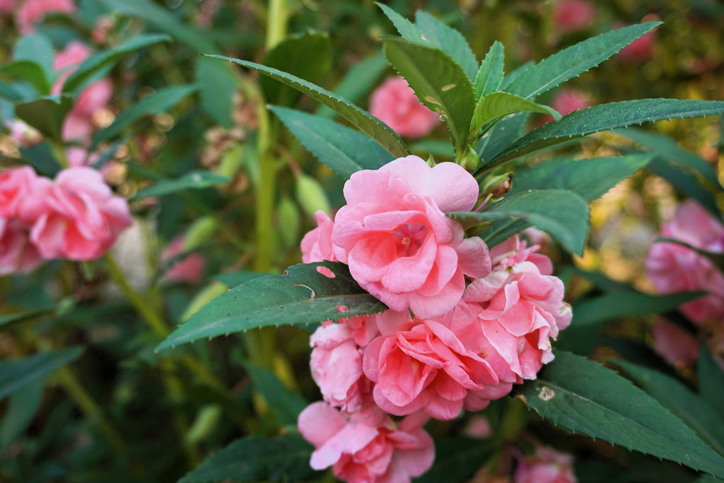 100 Mixed Colors DOUBLE CAMELLIA IMPATIENS (Balsam / Lady Slipper / Touch Me Not) Impatiens Balsamina Flower Seeds