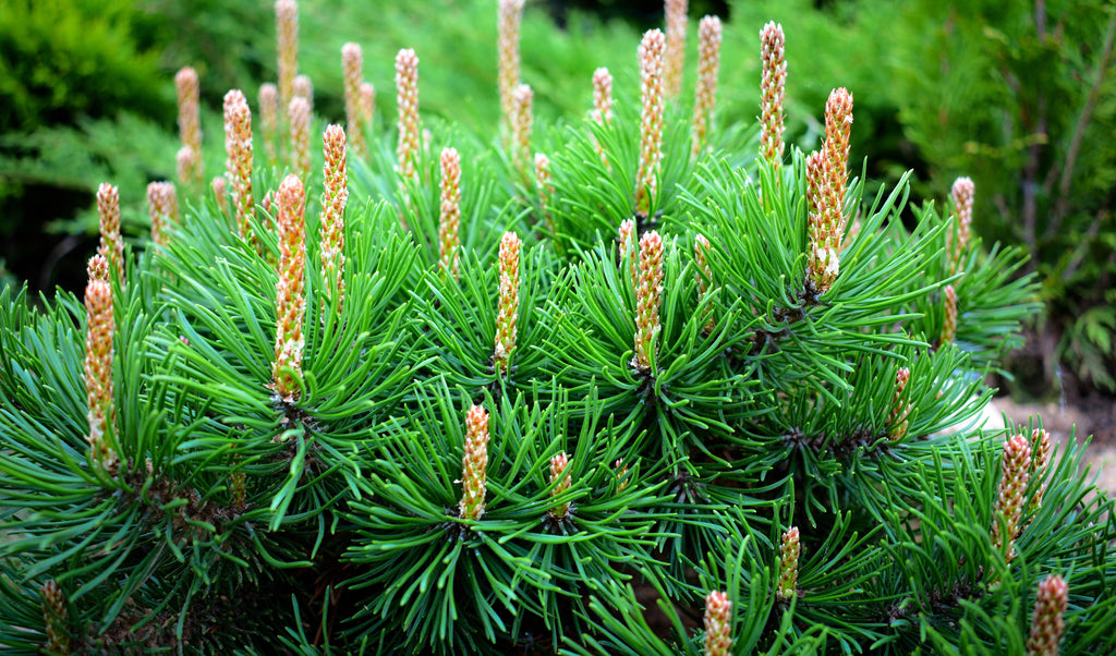 25 MUGO PINE Dwarf Evergreen Pinus Pumilio Shrub Seeds