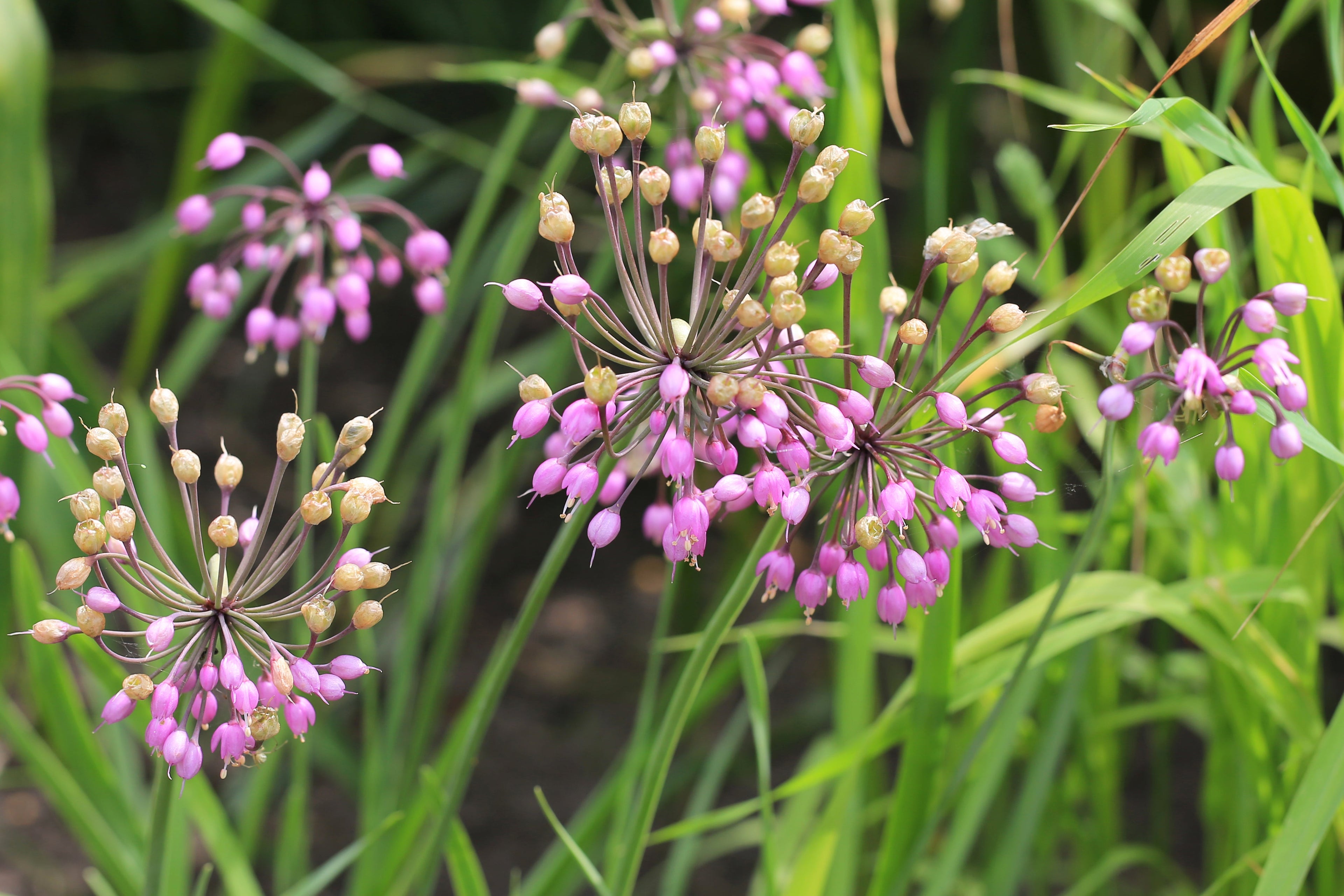 flower seeds allium 250 Allium NODDING ONION Allium Cernuum Flower Seeds