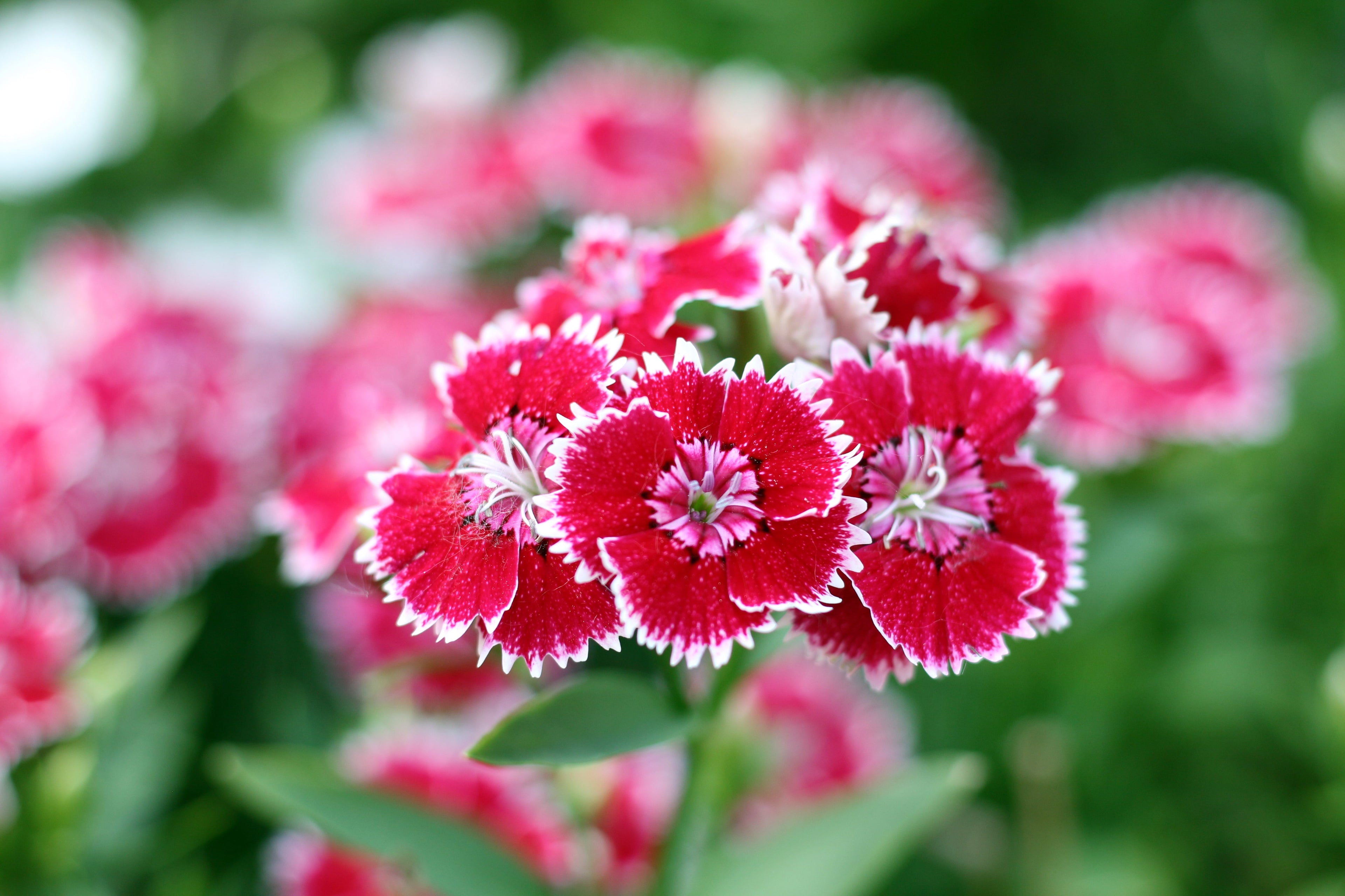 200 COTTAGE PINKS Mixed Colors (Garden, Laced, Feathered Pink) Dianthus Plumarius Flower Seeds