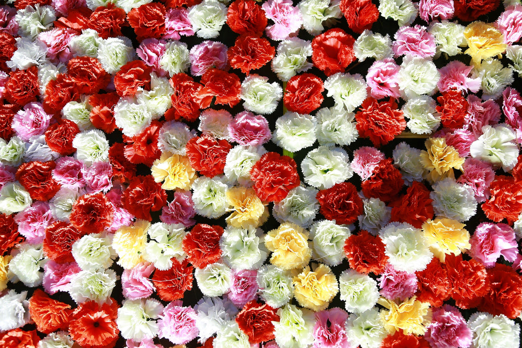 100 RAINBOW CARNATION Mix Mixed Colors Dianthus Caryophyllus Flower Seeds