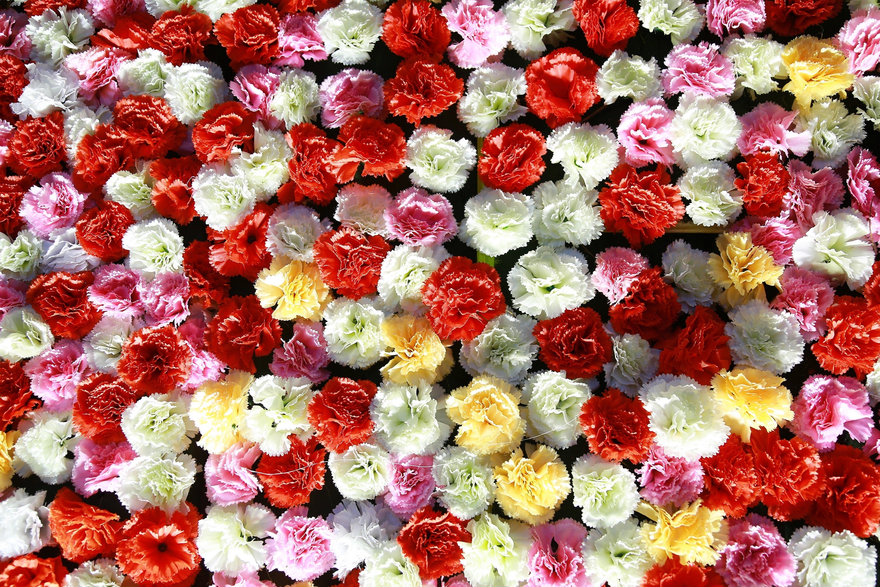 100 RAINBOW CARNATION Mix Mixed Colors Dianthus Caryophyllus Flower Seeds