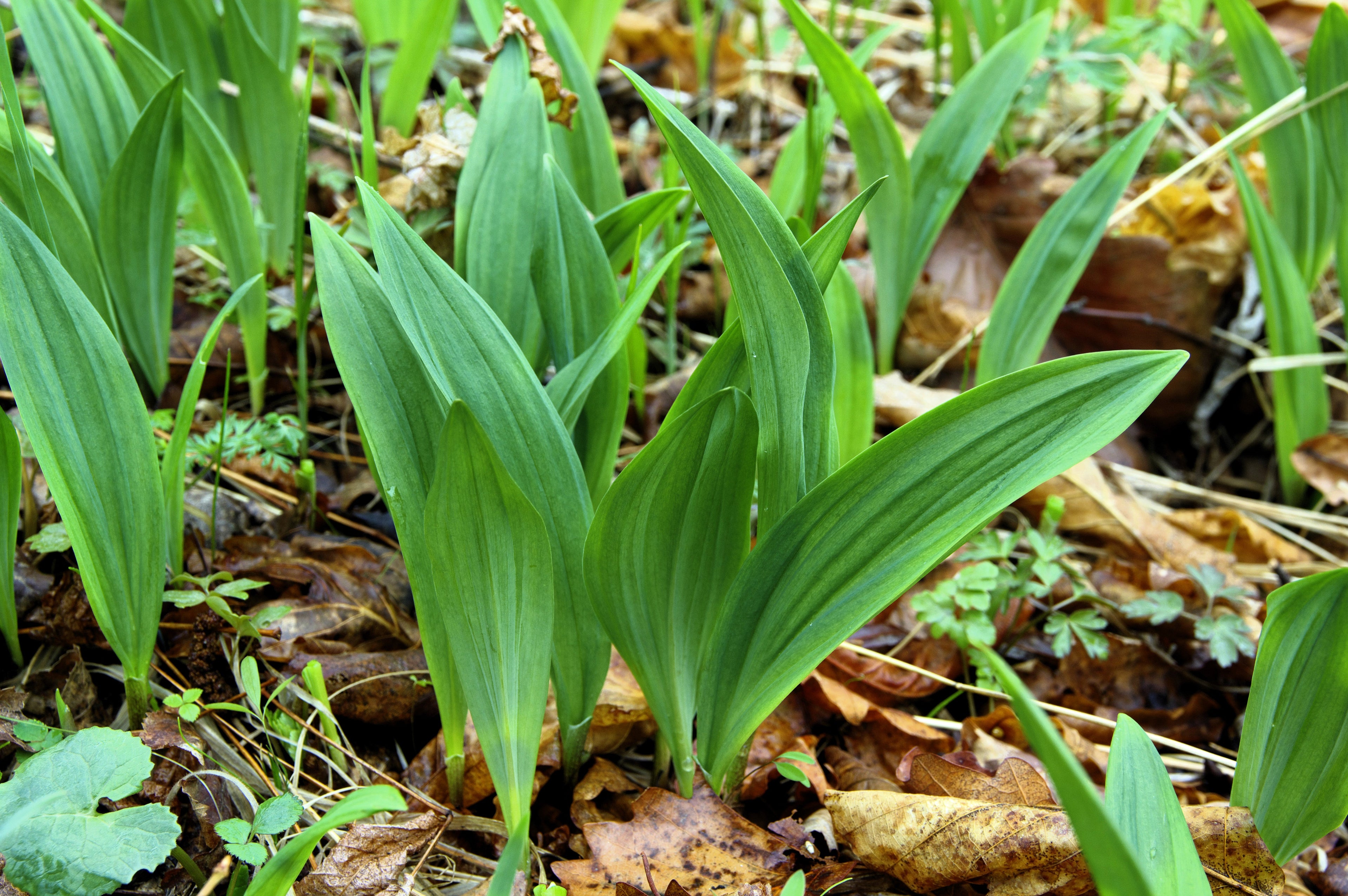 10 RAMSONS / WILD Bear GARLIC Allium Ursinum Vegetable Herb White Flower Seeds