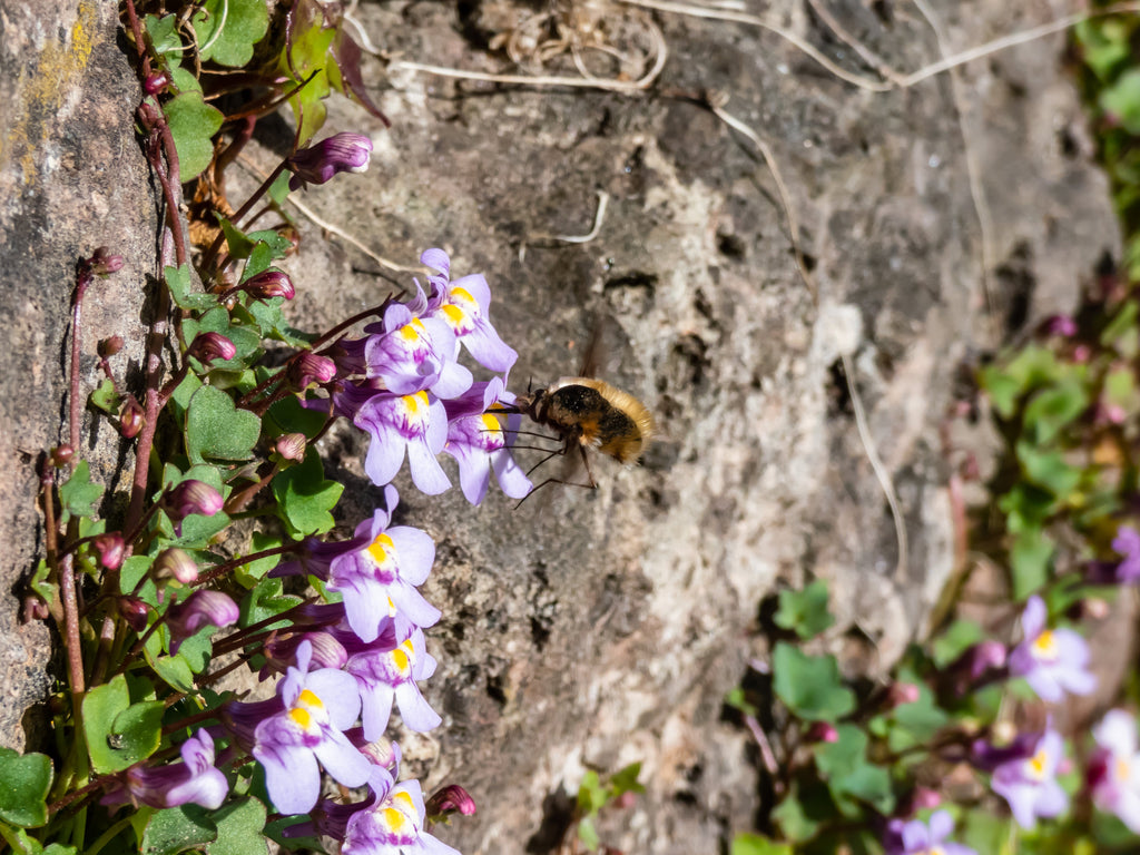 100 KENILWORTH IVY (Ivy-Leaved Toadflax) Cymbalaria Muralis Vine Flower Seeds