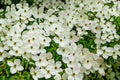 20 HIMALAYAN DOGWOOD / STRAWBERRY Tree Cornus Capitata White & Pink Flower Red Fruit Seeds