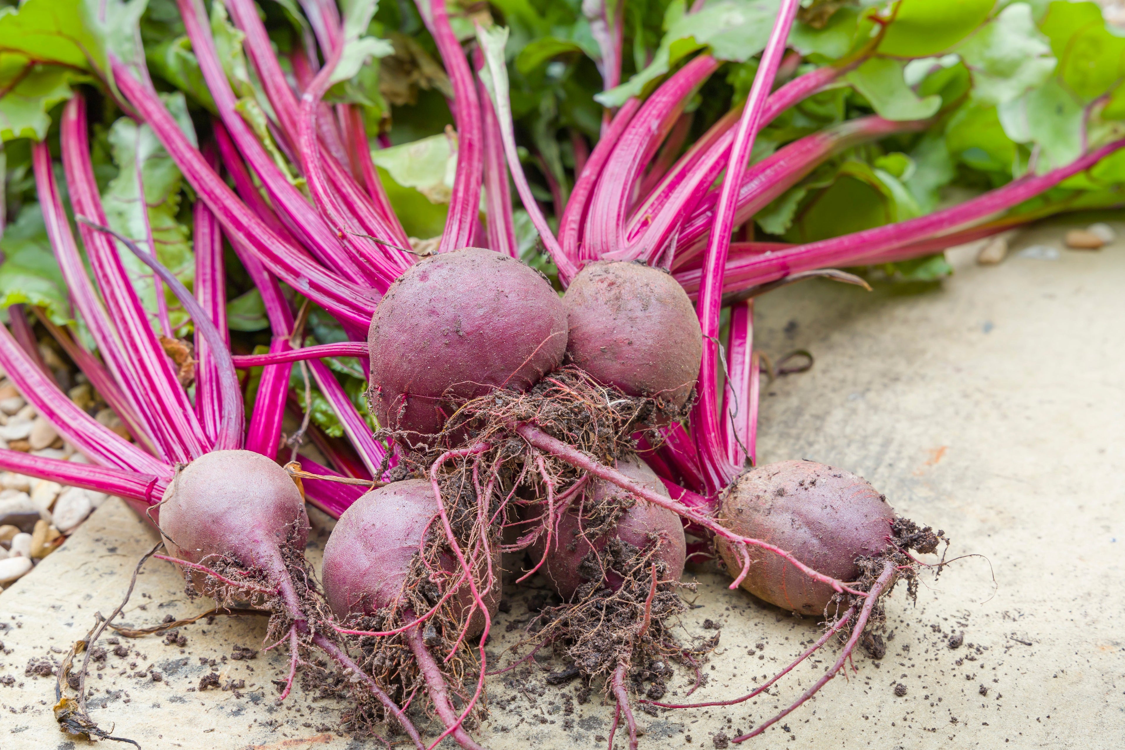 250 PIATTA D'EGITTO BEET Italian Heirloom Beta Vulgaris Cicla Vegetable Seeds