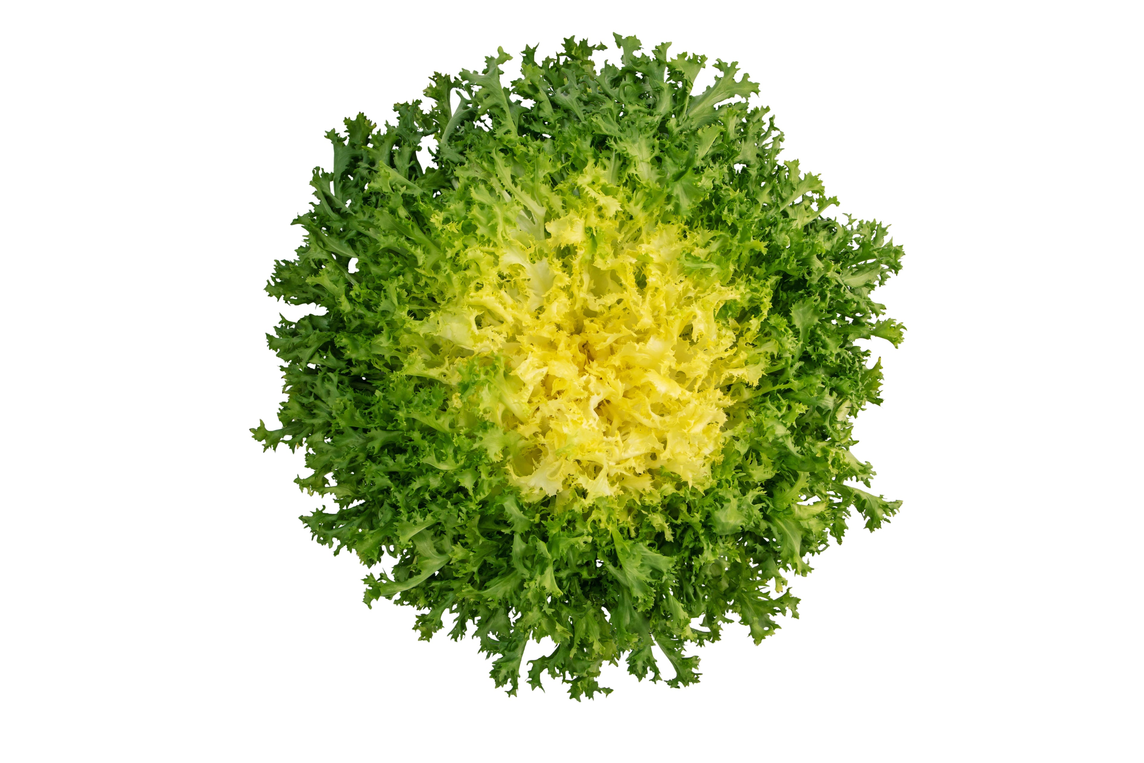 3000 GREEN CURLED ENDIVE (Frisée / Salad Endive / Moss Curled Endive / Escarole) Cichorium Endivia Vegetable Seeds