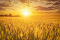 300 Wrens Abruzzi WINTER RYE Secale Cereale Grain Cover Crop Seeds