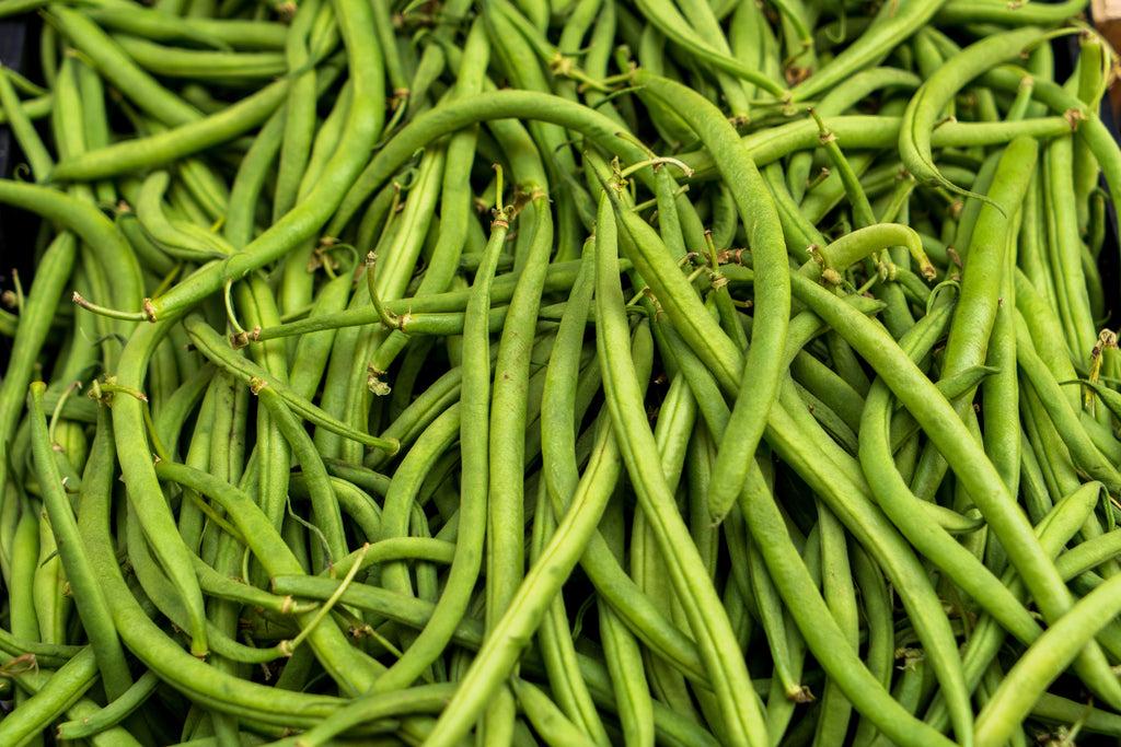 50 FRENCH Blue Lake POLE BEAN Phaseolus Vulgaris Vegetable Seeds
