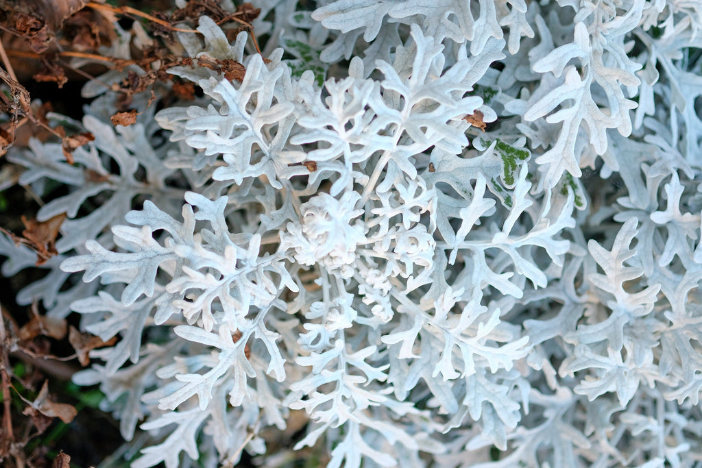 300 SILVERDUST DUSTY MILLER Cineraria Maritima Jacobaea Senecio Flower Seeds