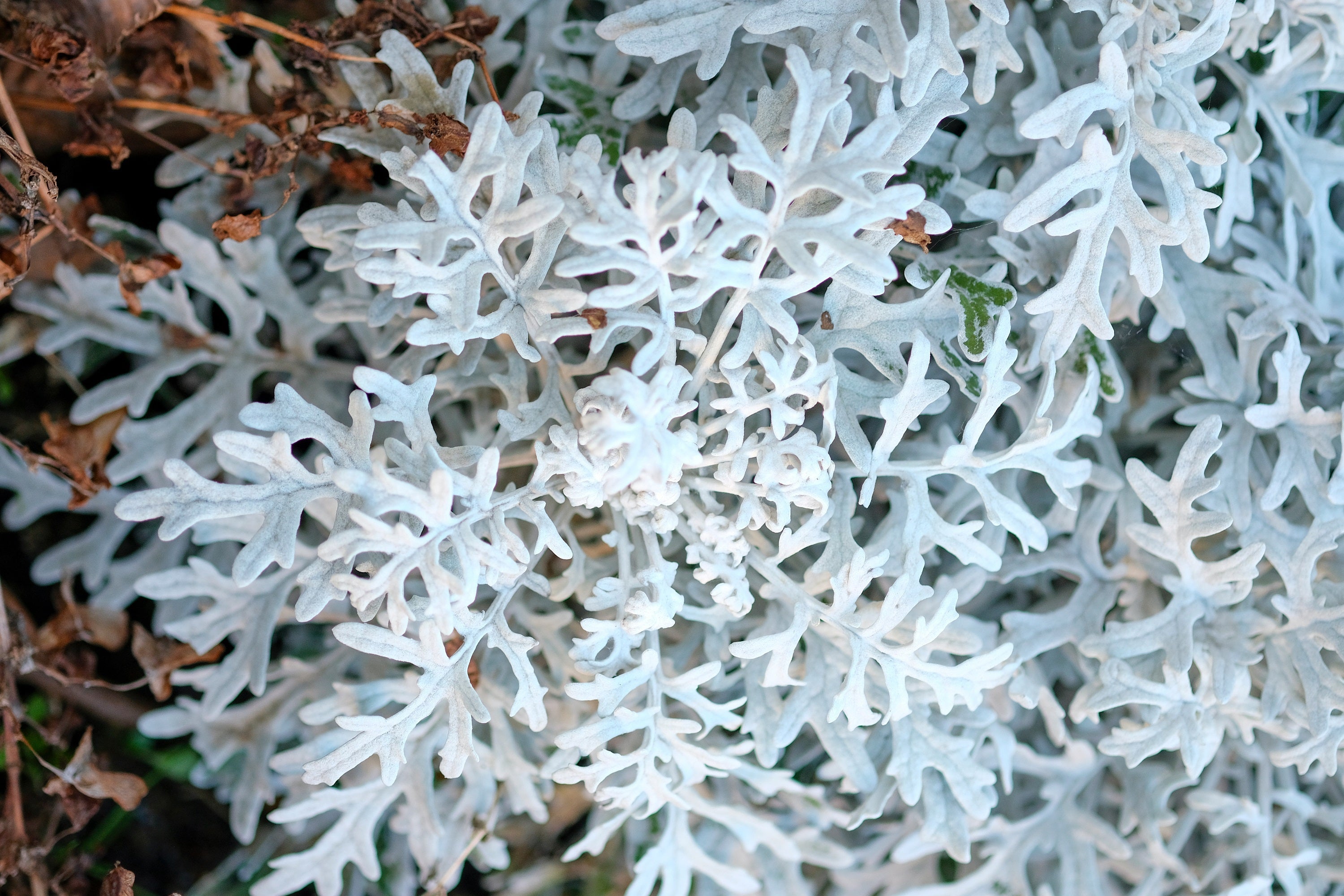 300 SILVERDUST DUSTY MILLER Cineraria Maritima Jacobaea Senecio Flower Seeds